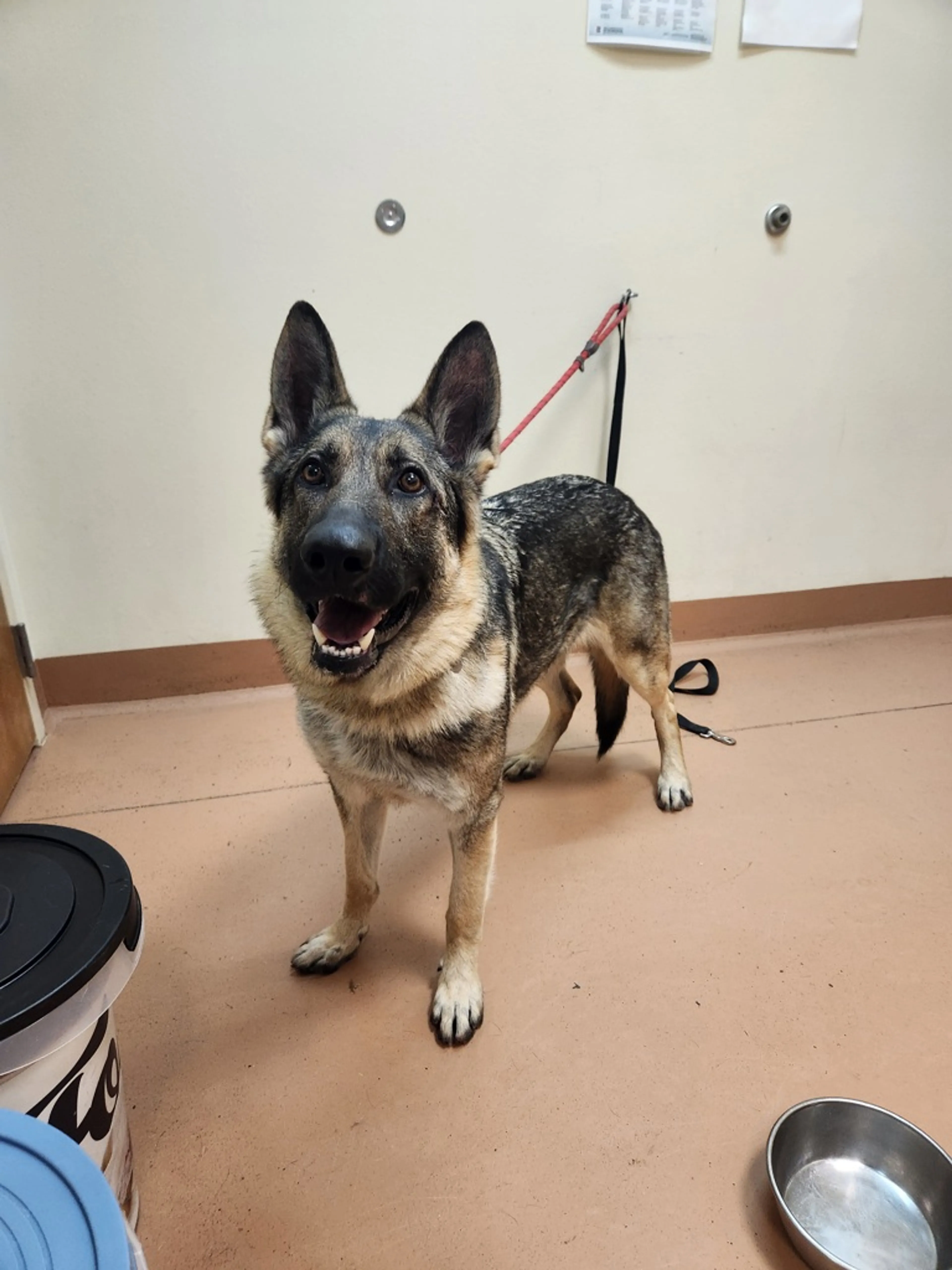 Found pet-10