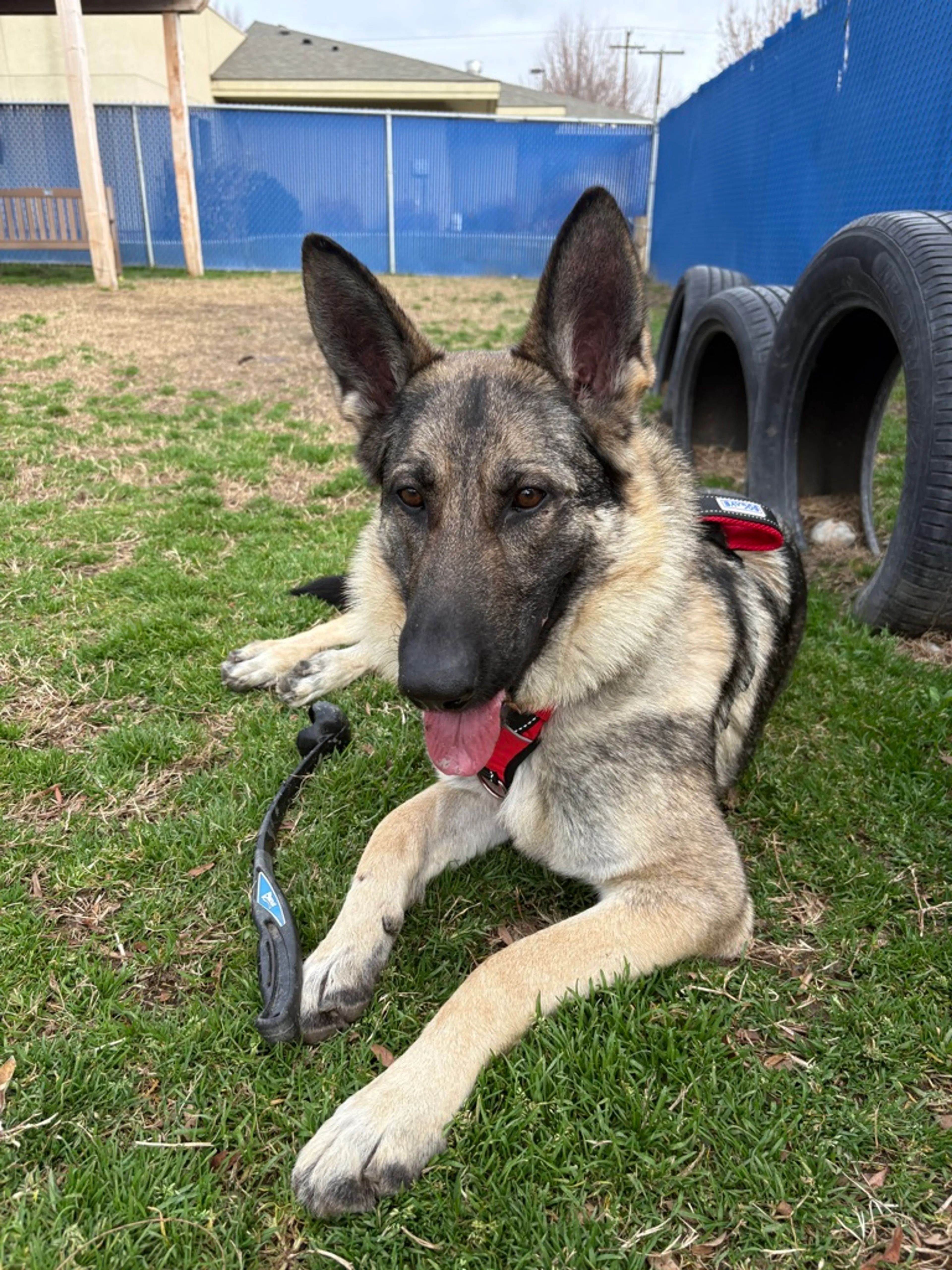 Found pet-9