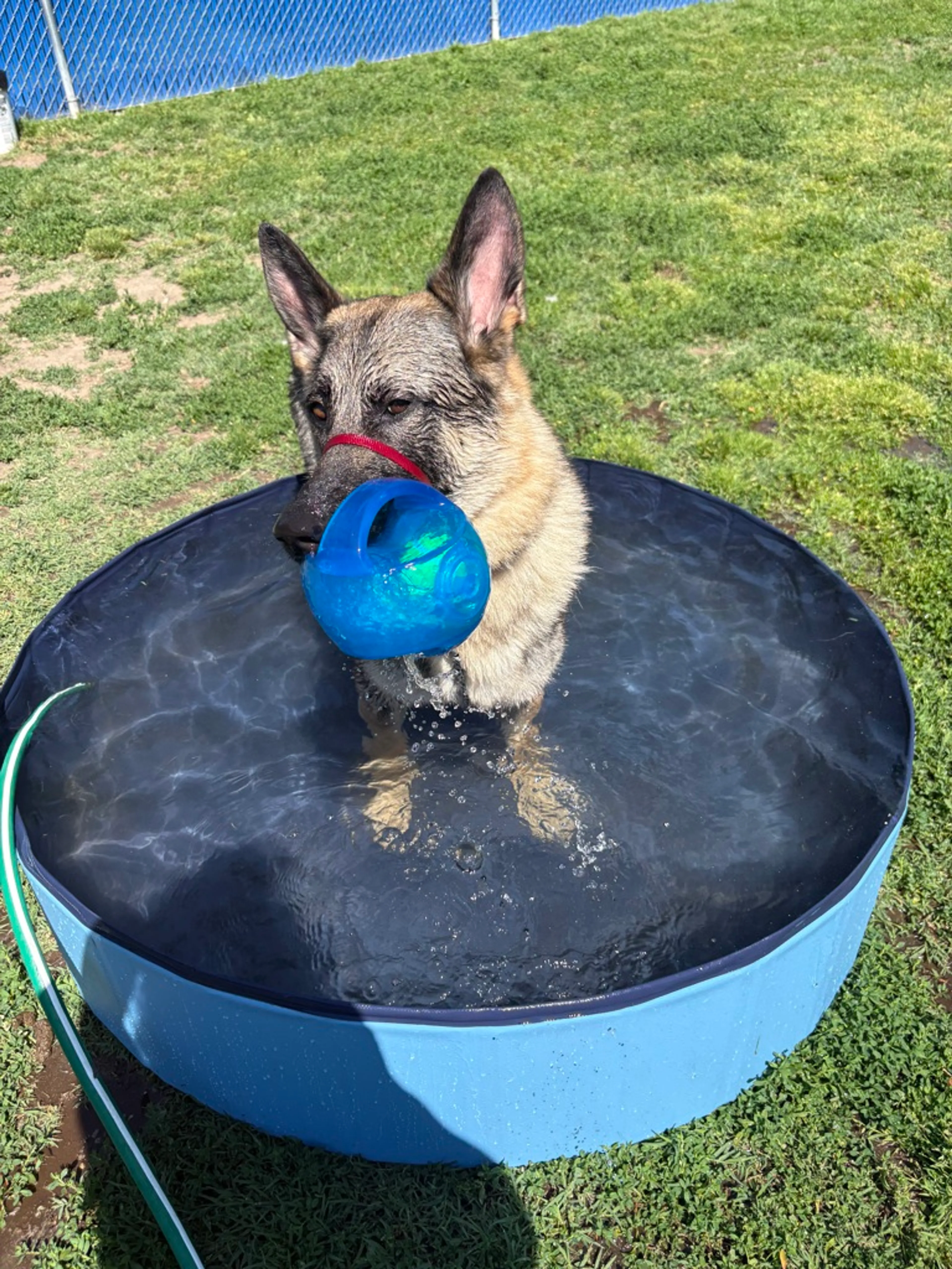 Found pet-7