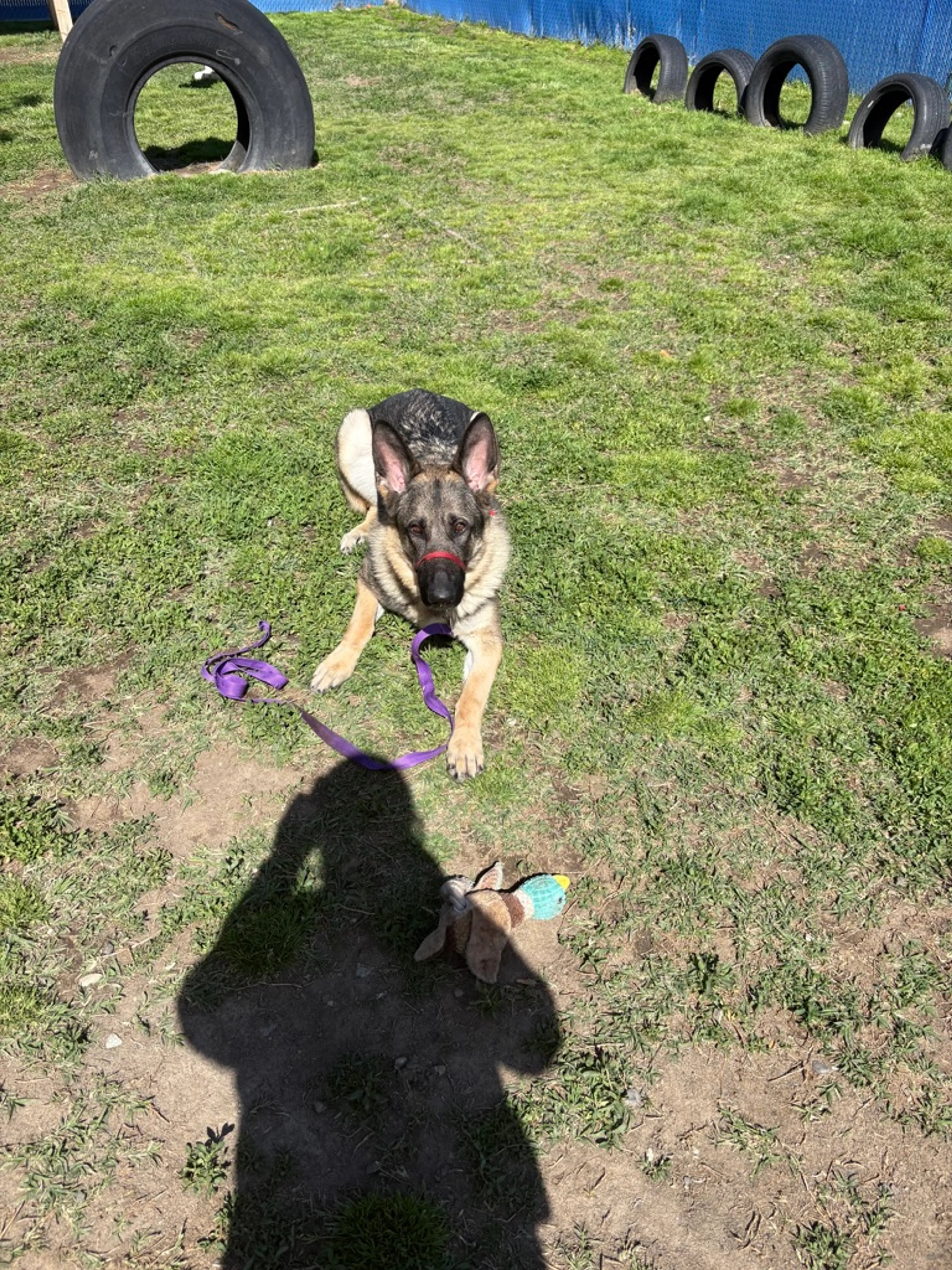 Found pet-2