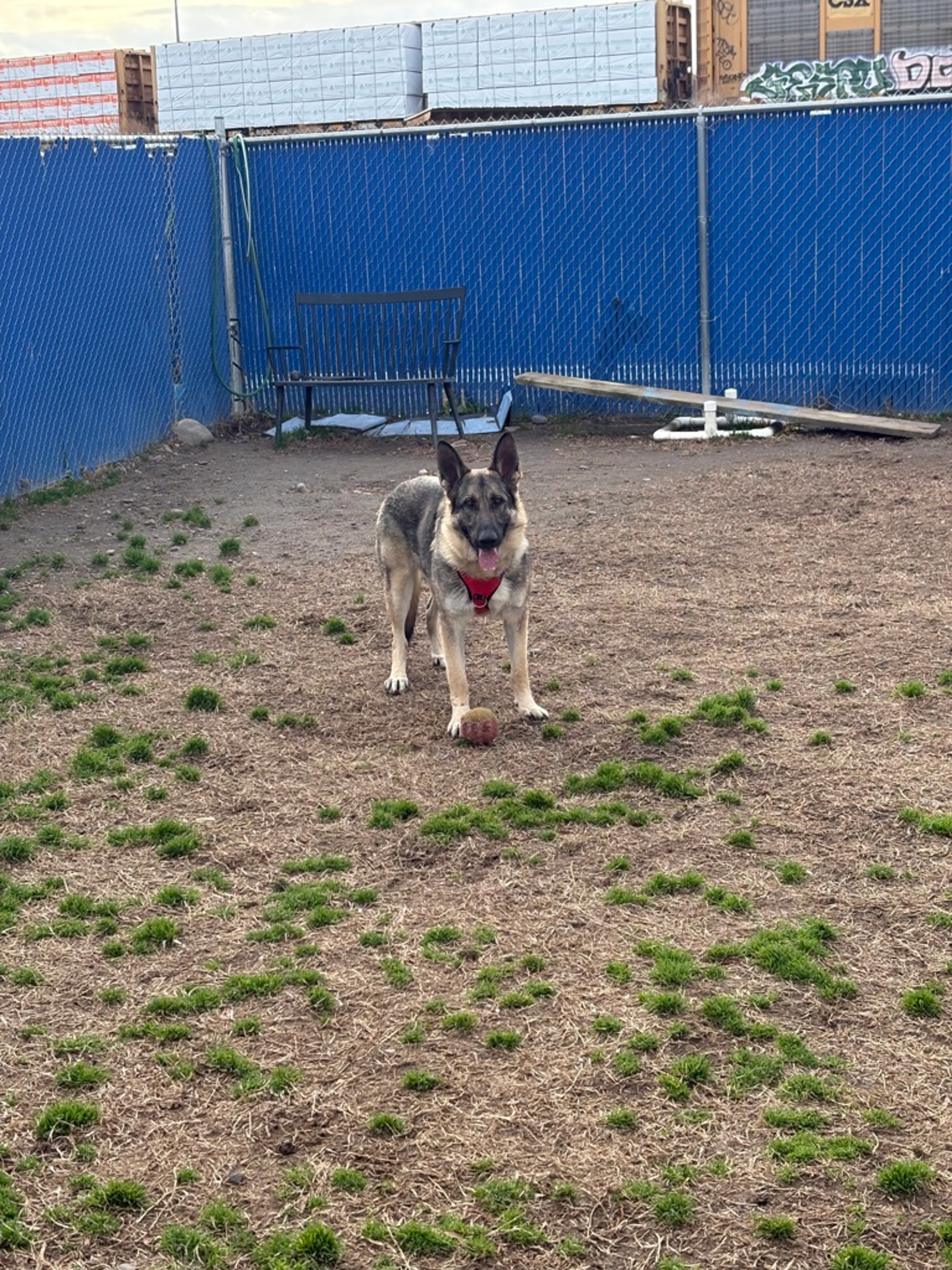 Found pet-8