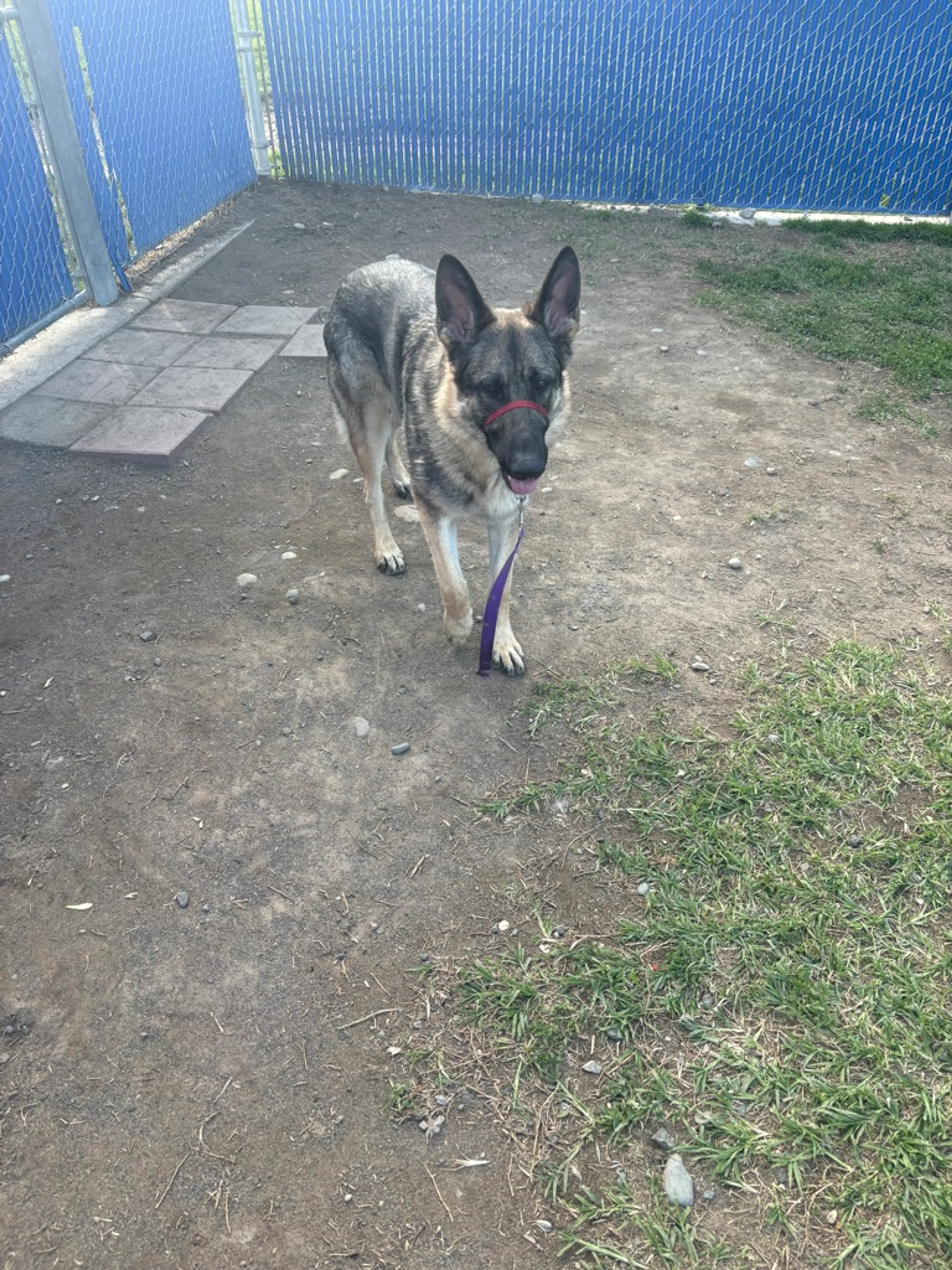 Found pet-3