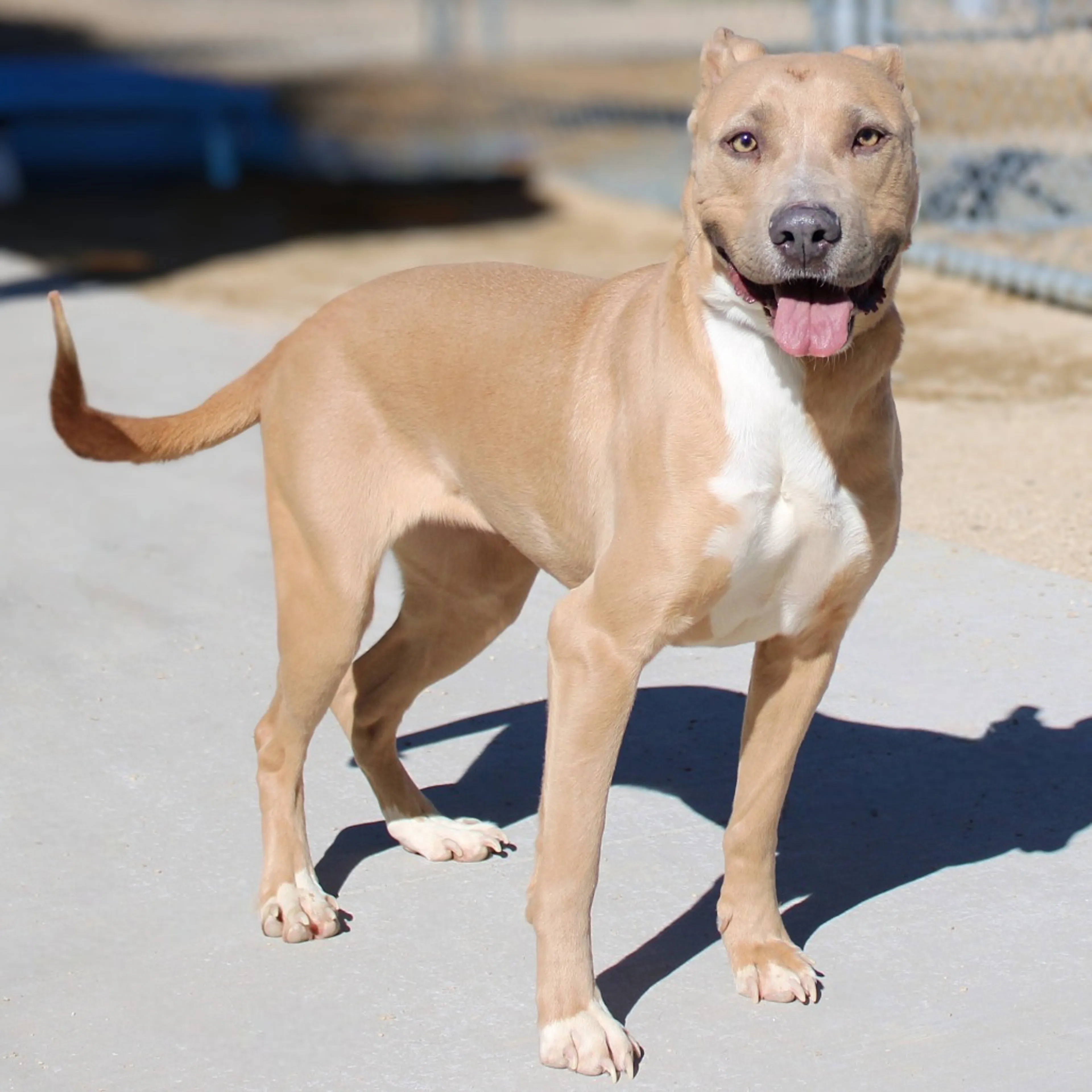 Found pet-11