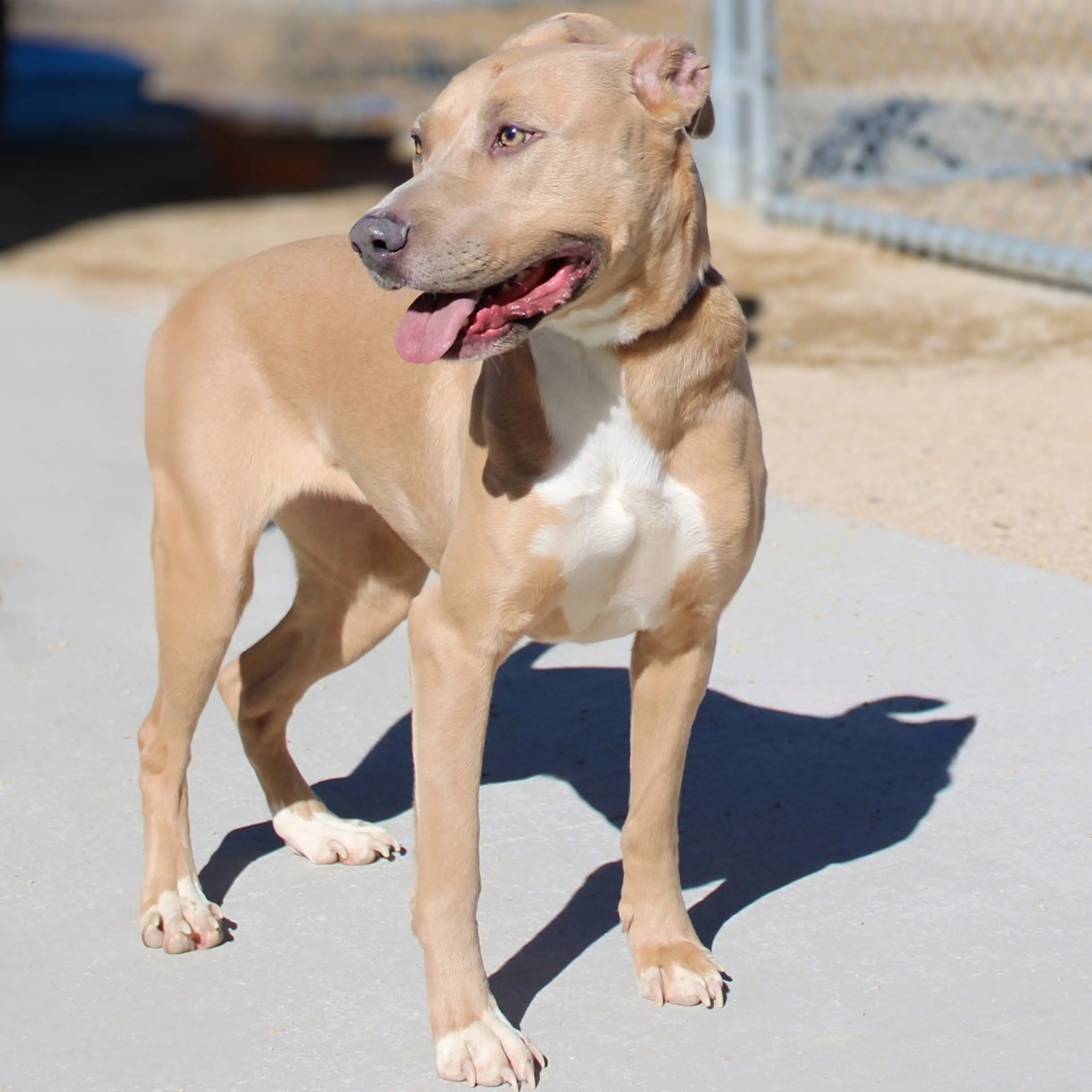Found pet-12