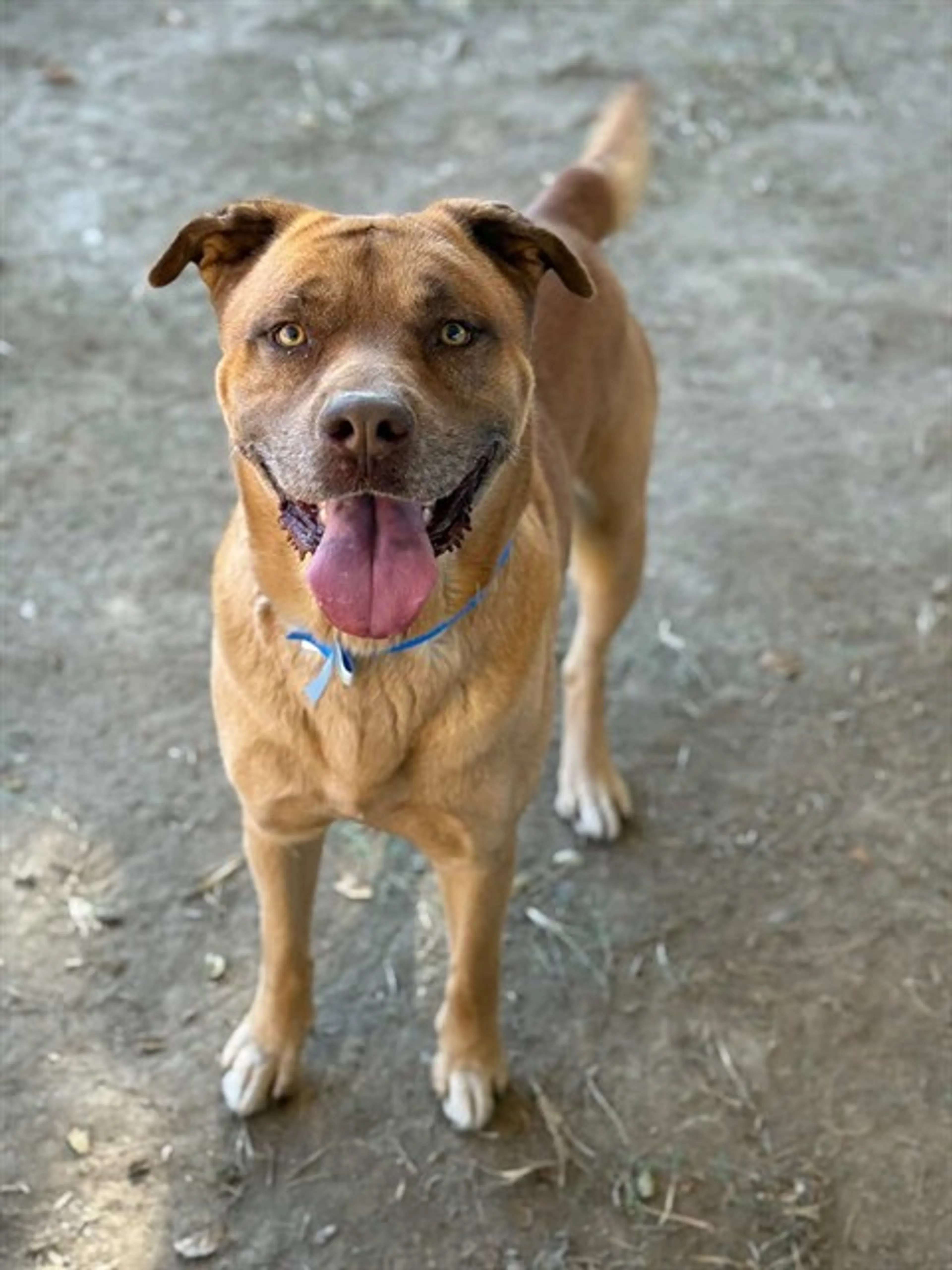 Found pet