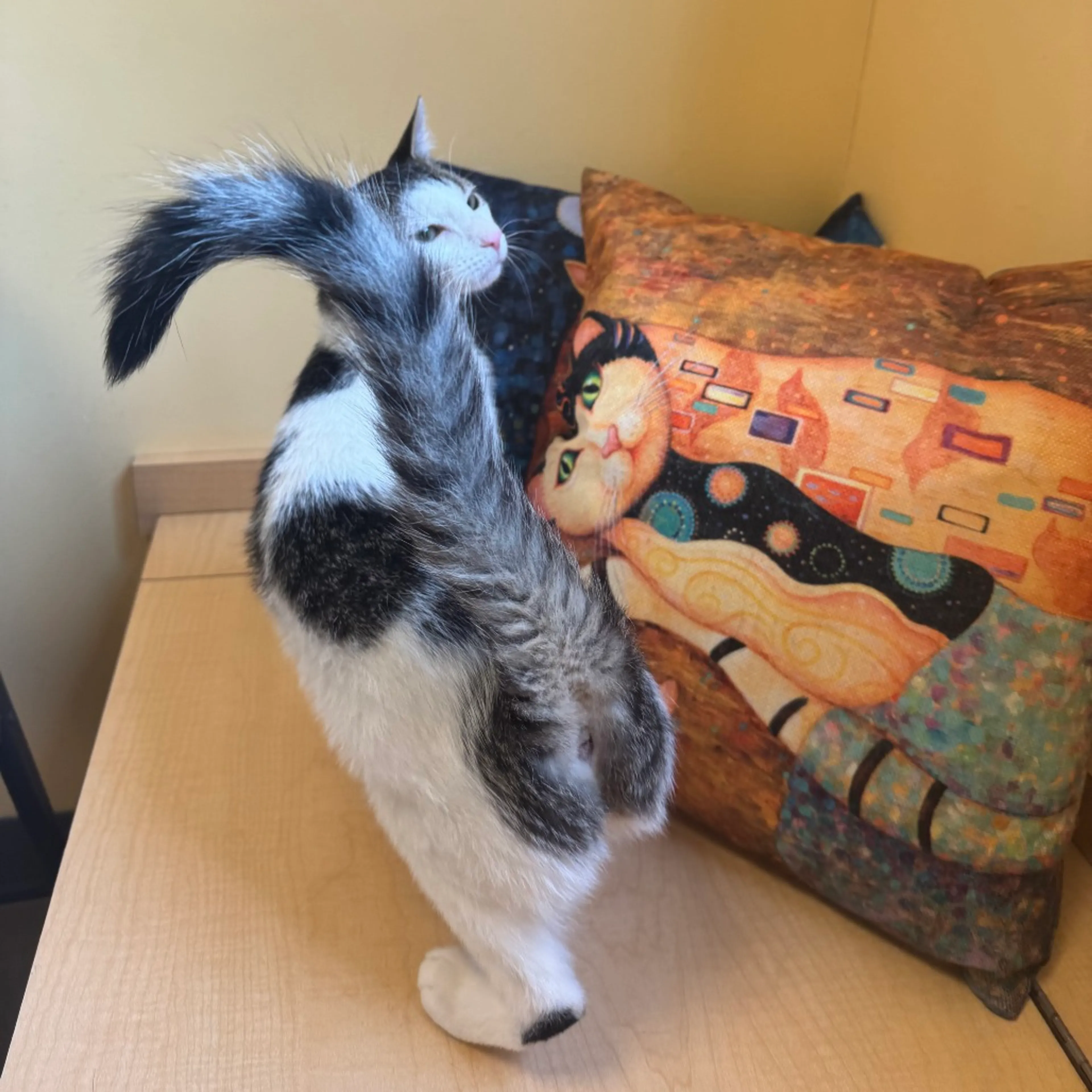 Found pet-2