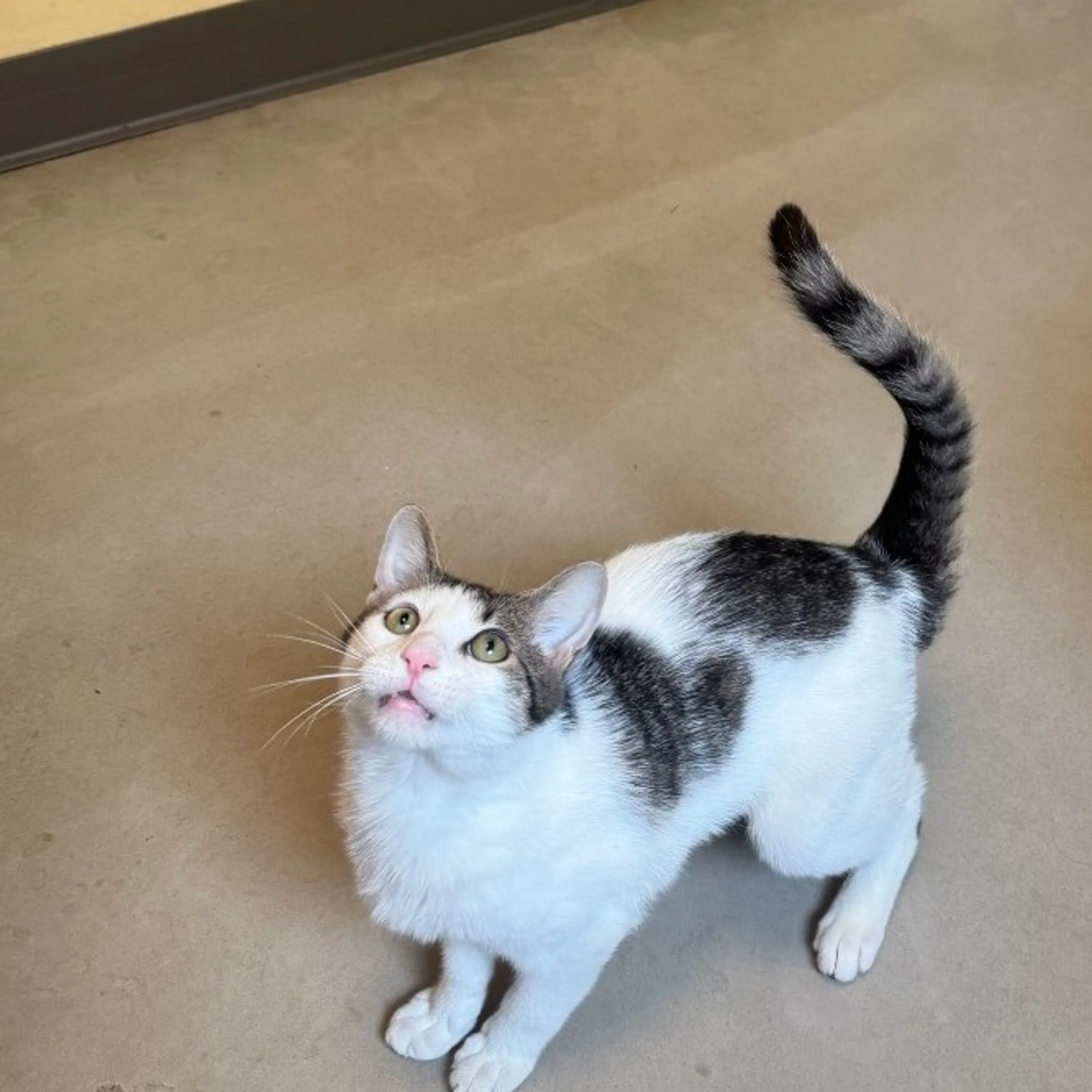 Found pet-0