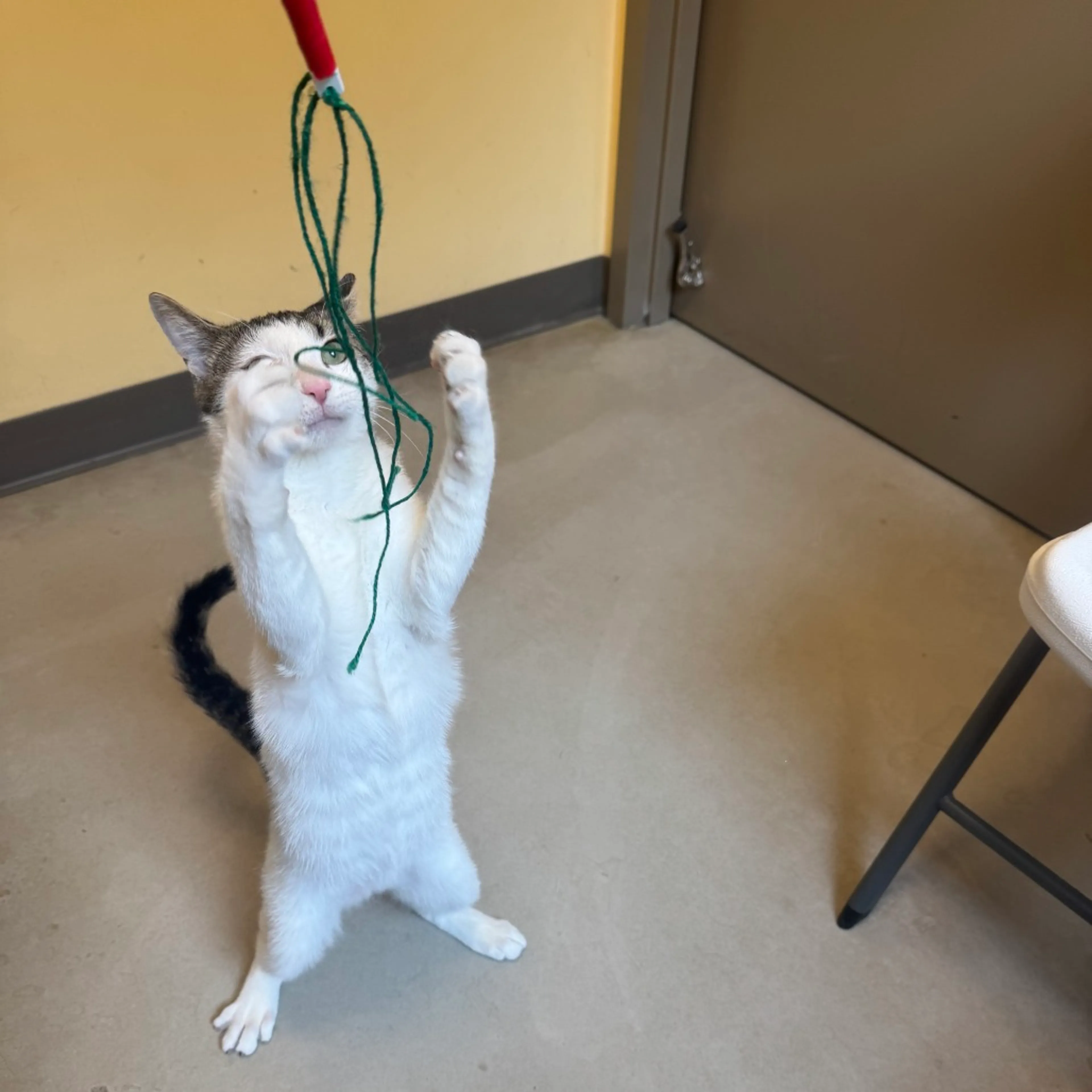 Found pet-3