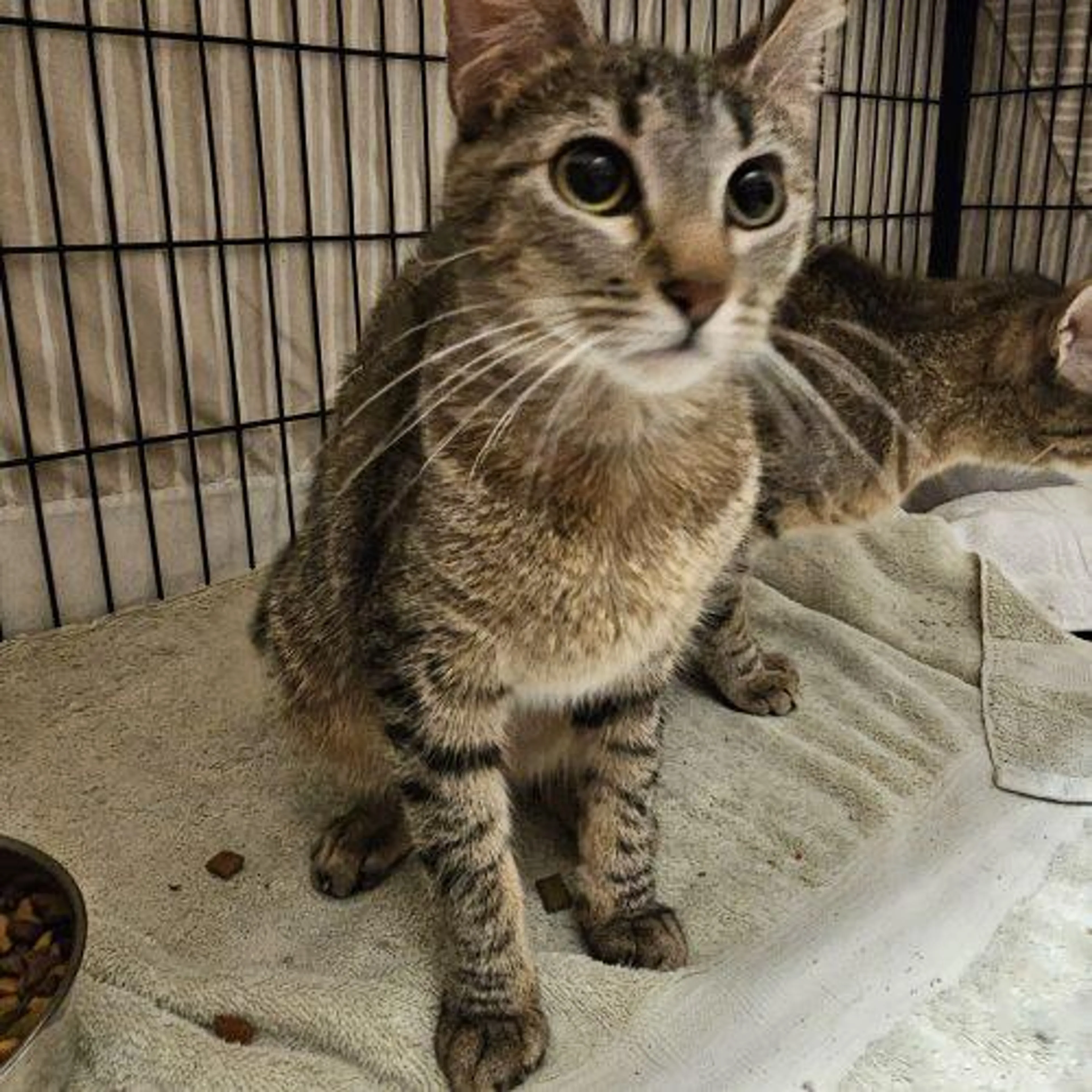 Found pet-1