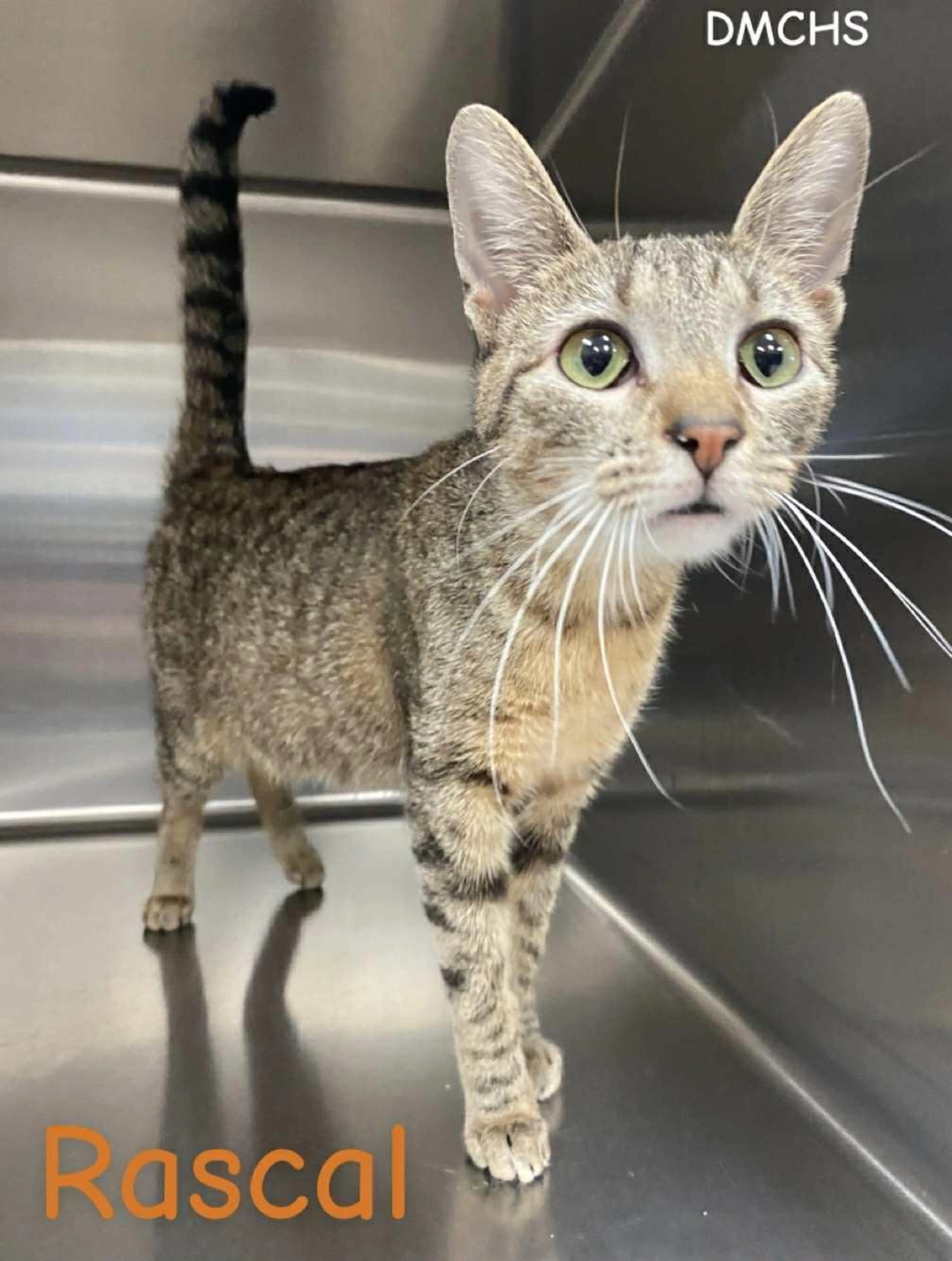 Found pet-1