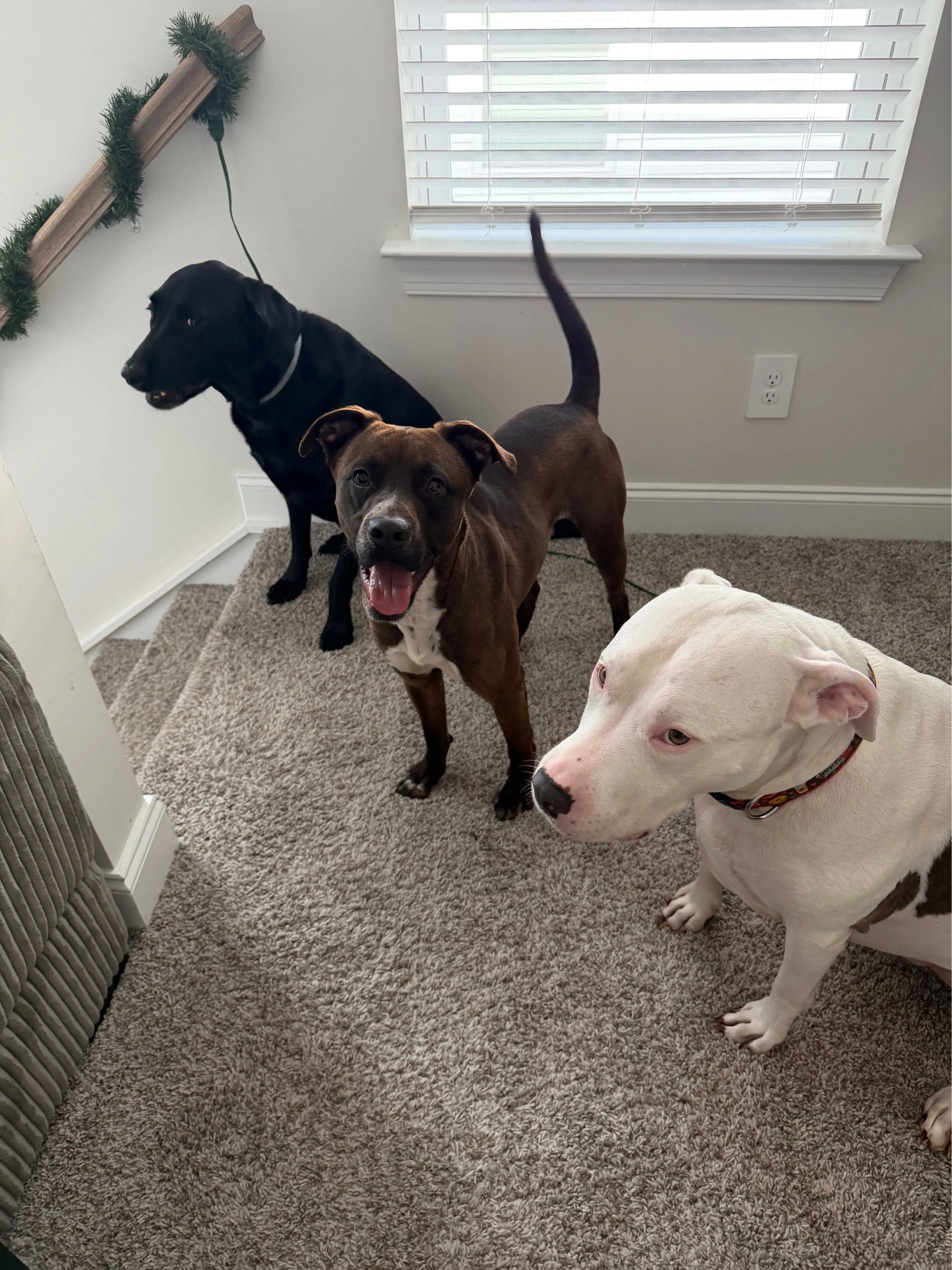 Found pet-3