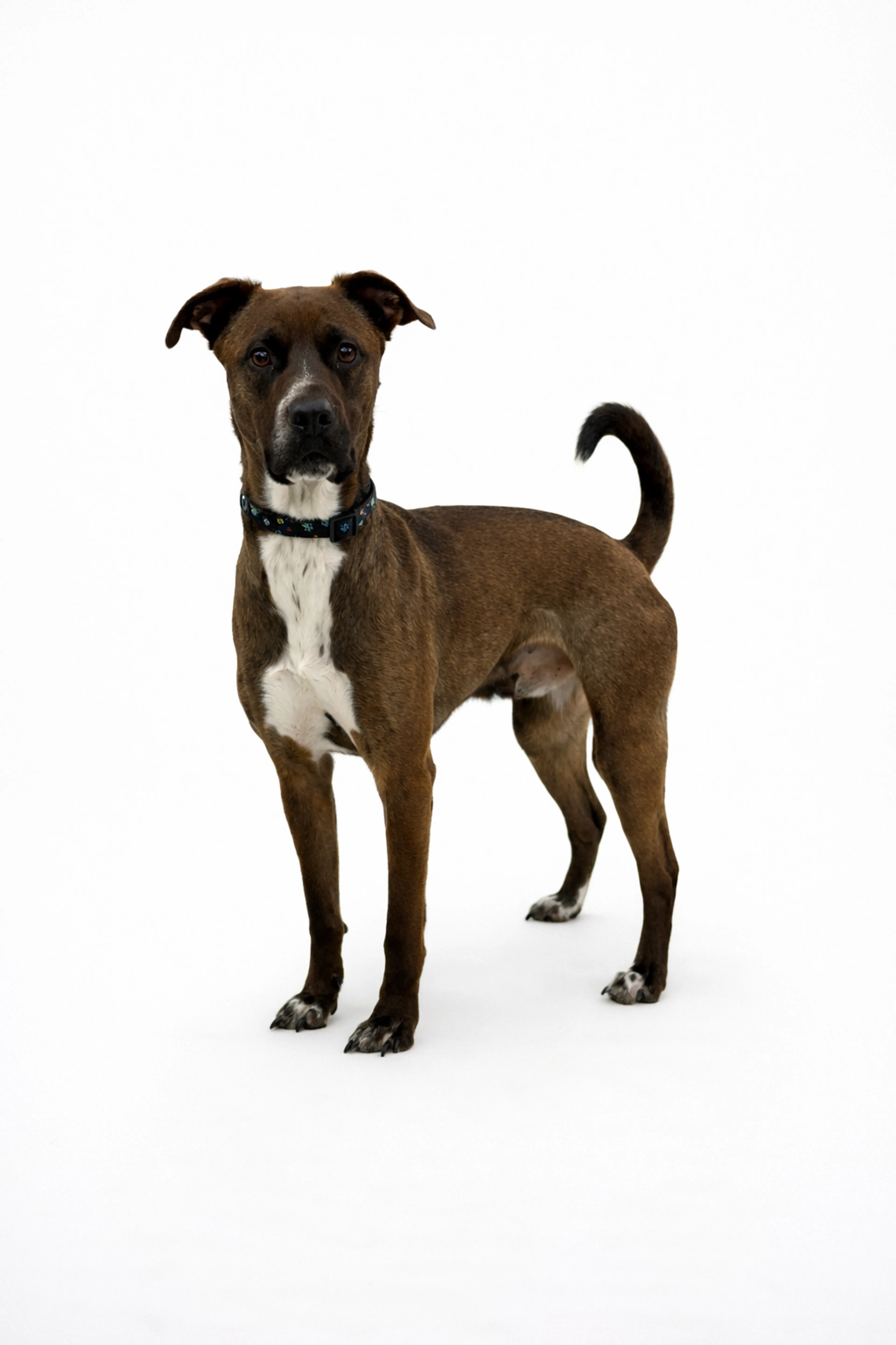 Found pet-1