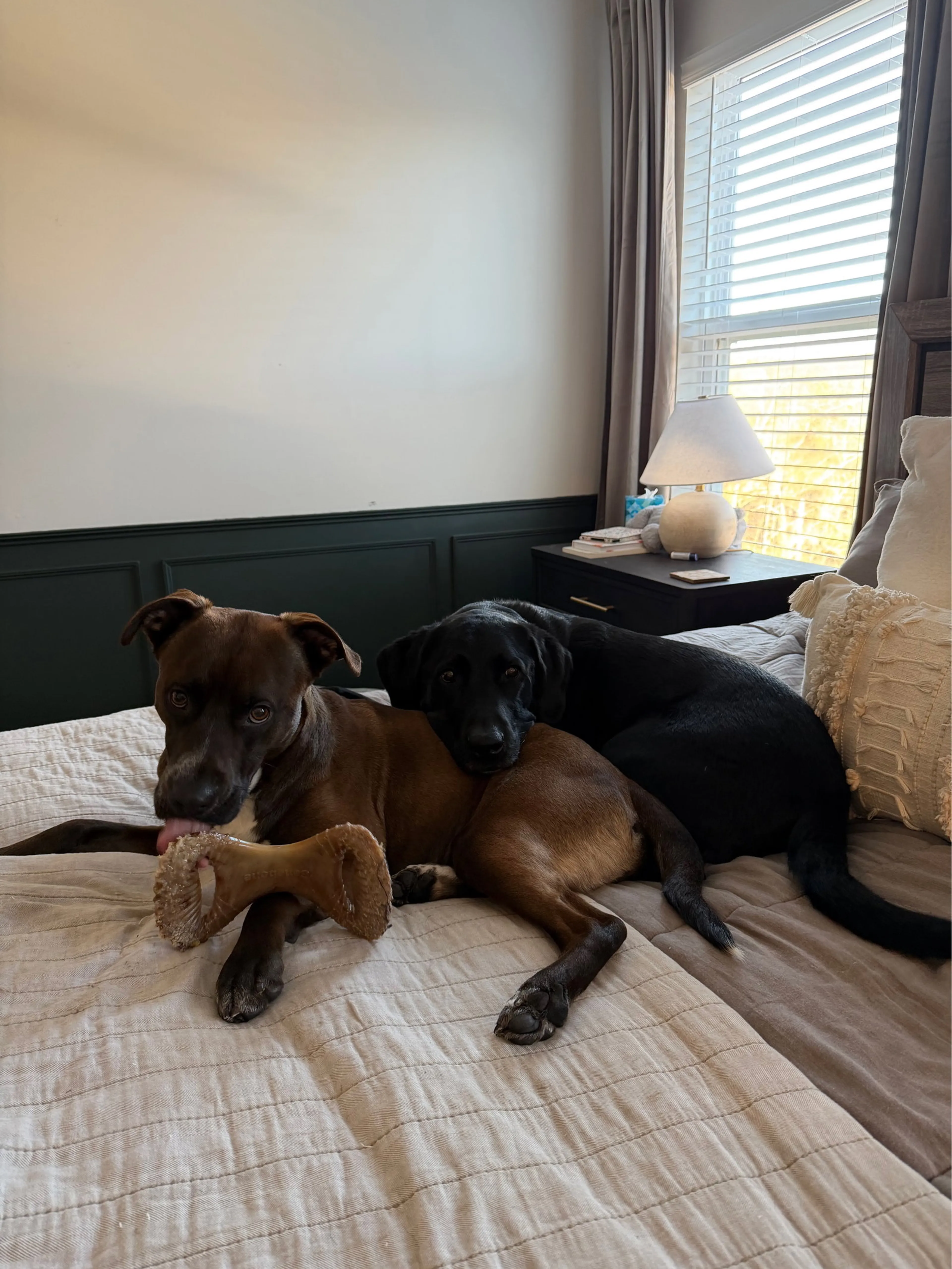 Found pet-6