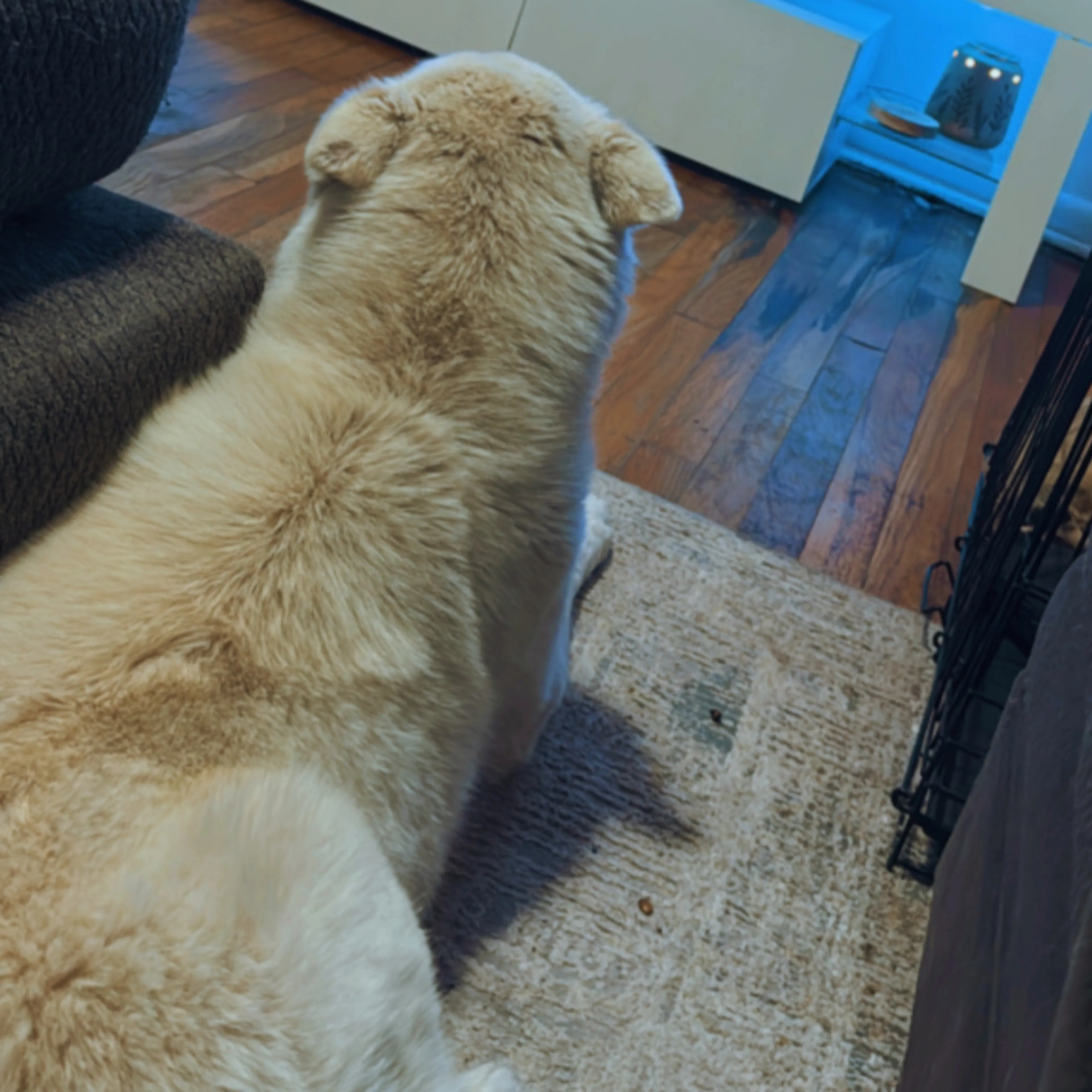 Lost pet-1