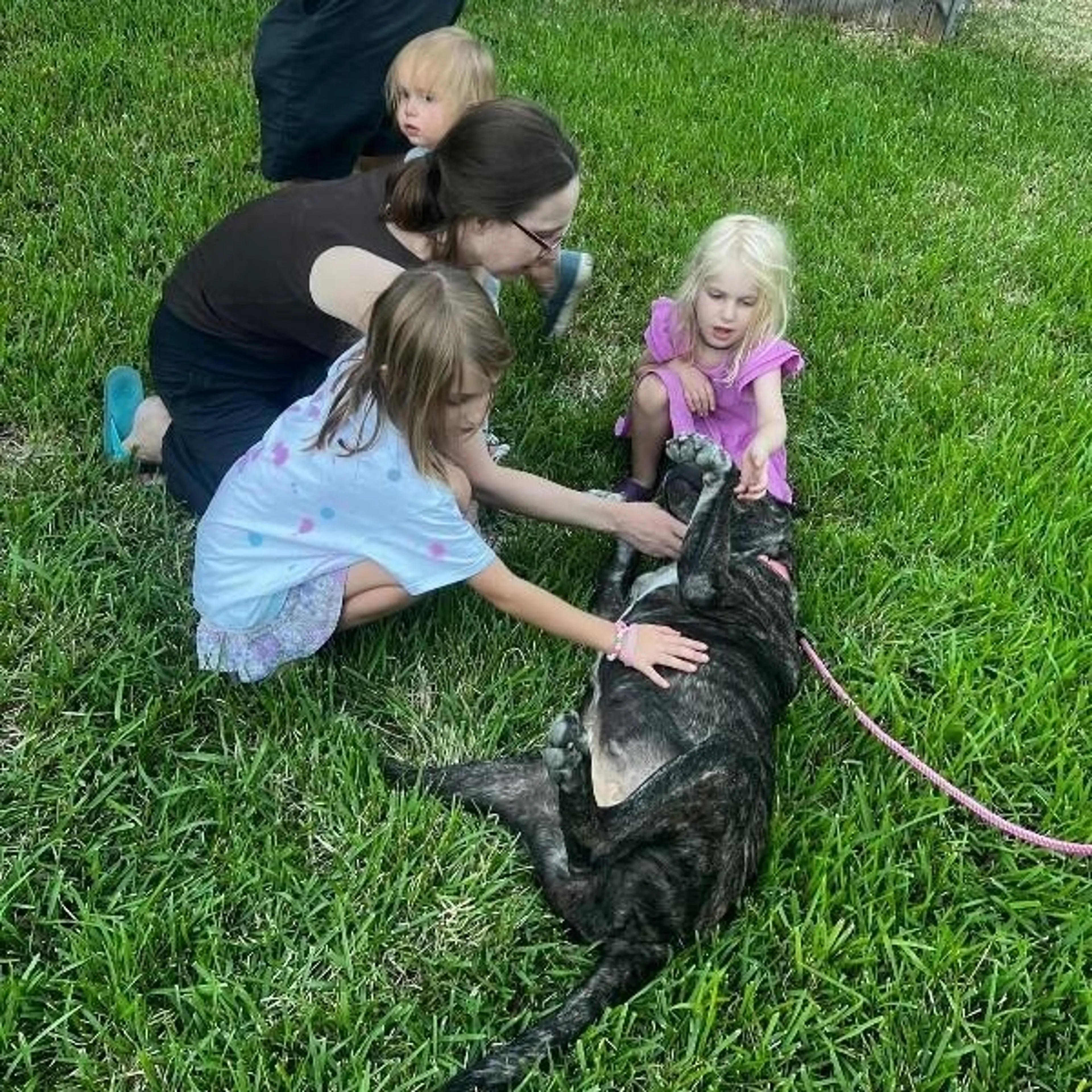 Found pet-1