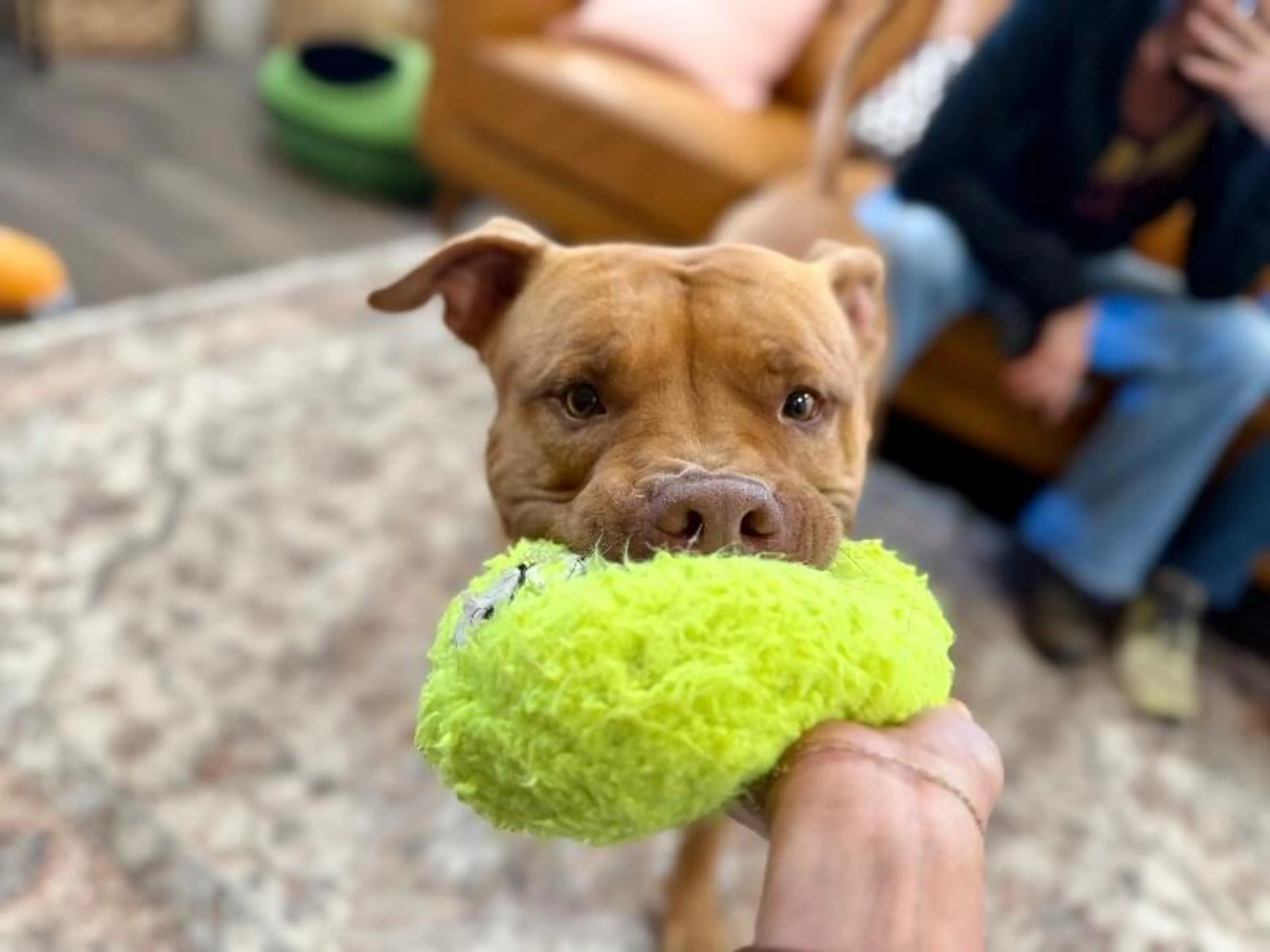 Found pet-1