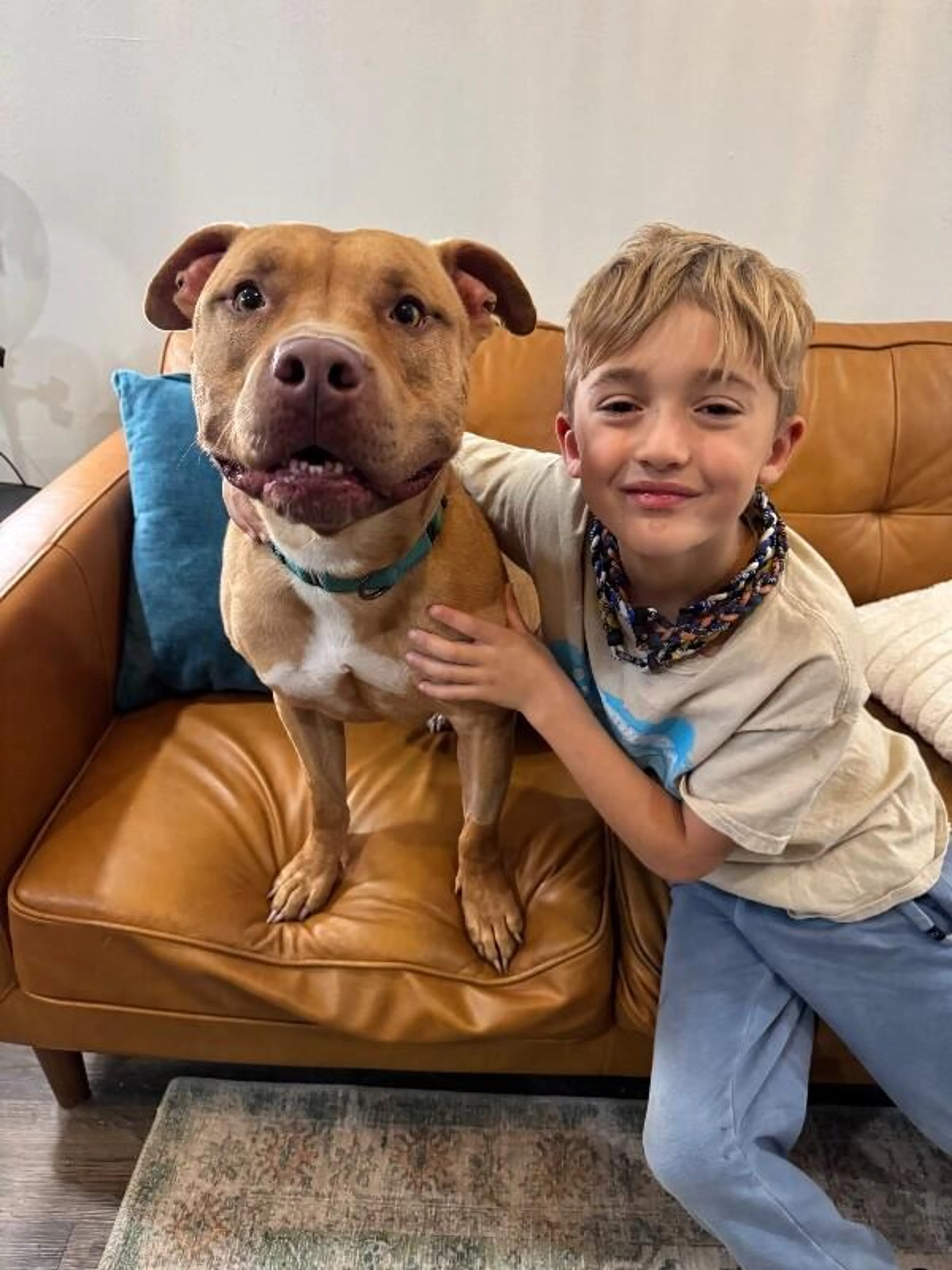 Found pet-3