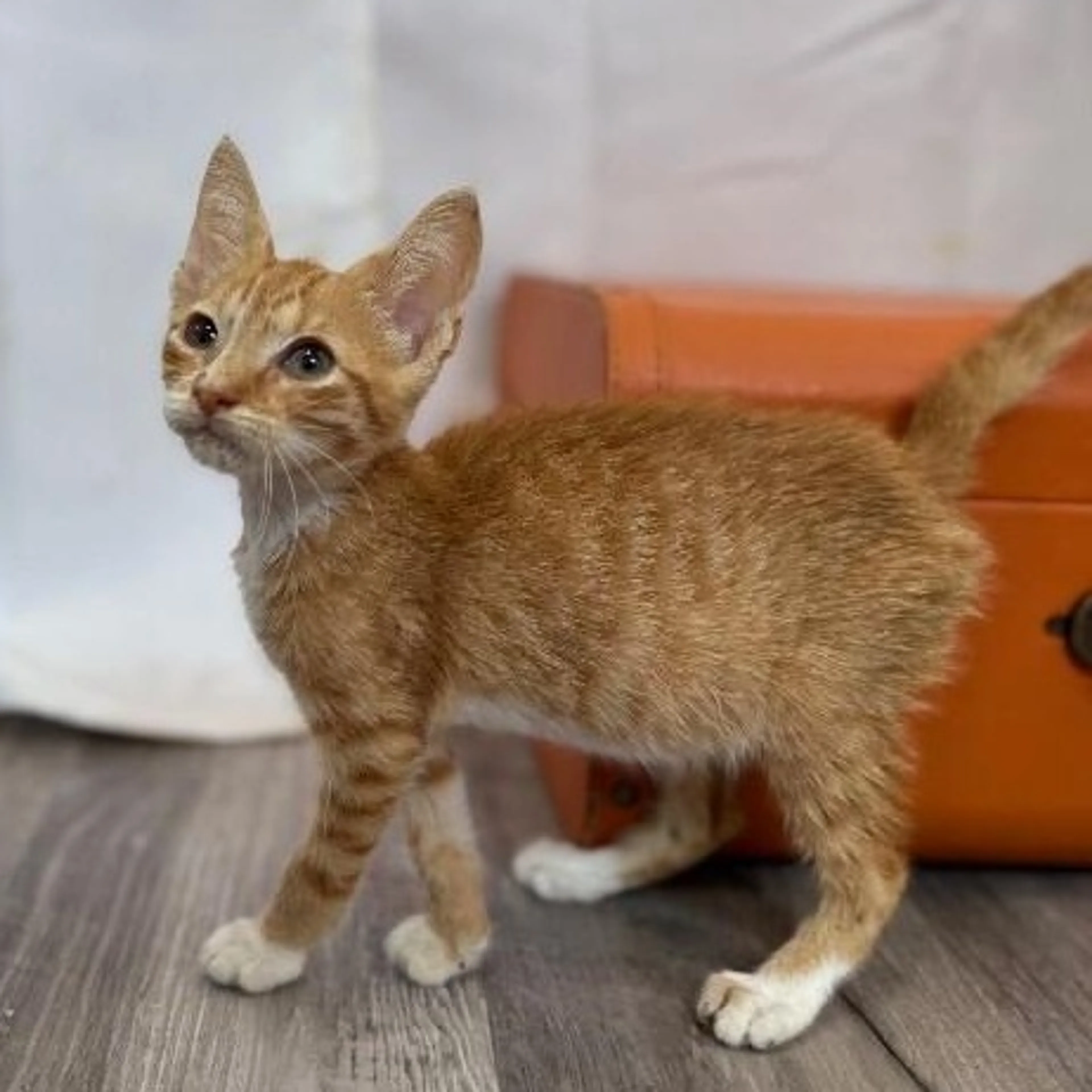 Found pet-1