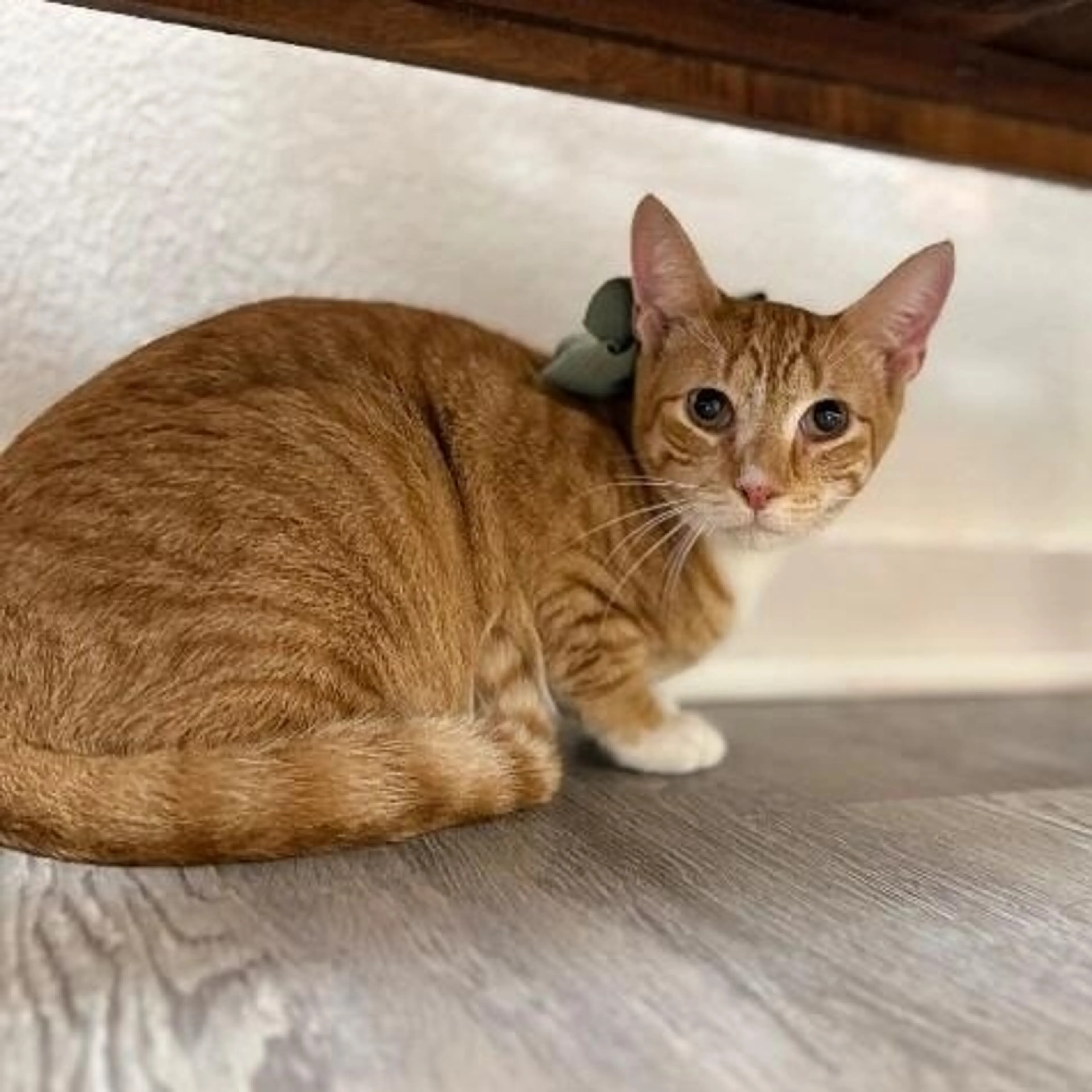 Found pet-0