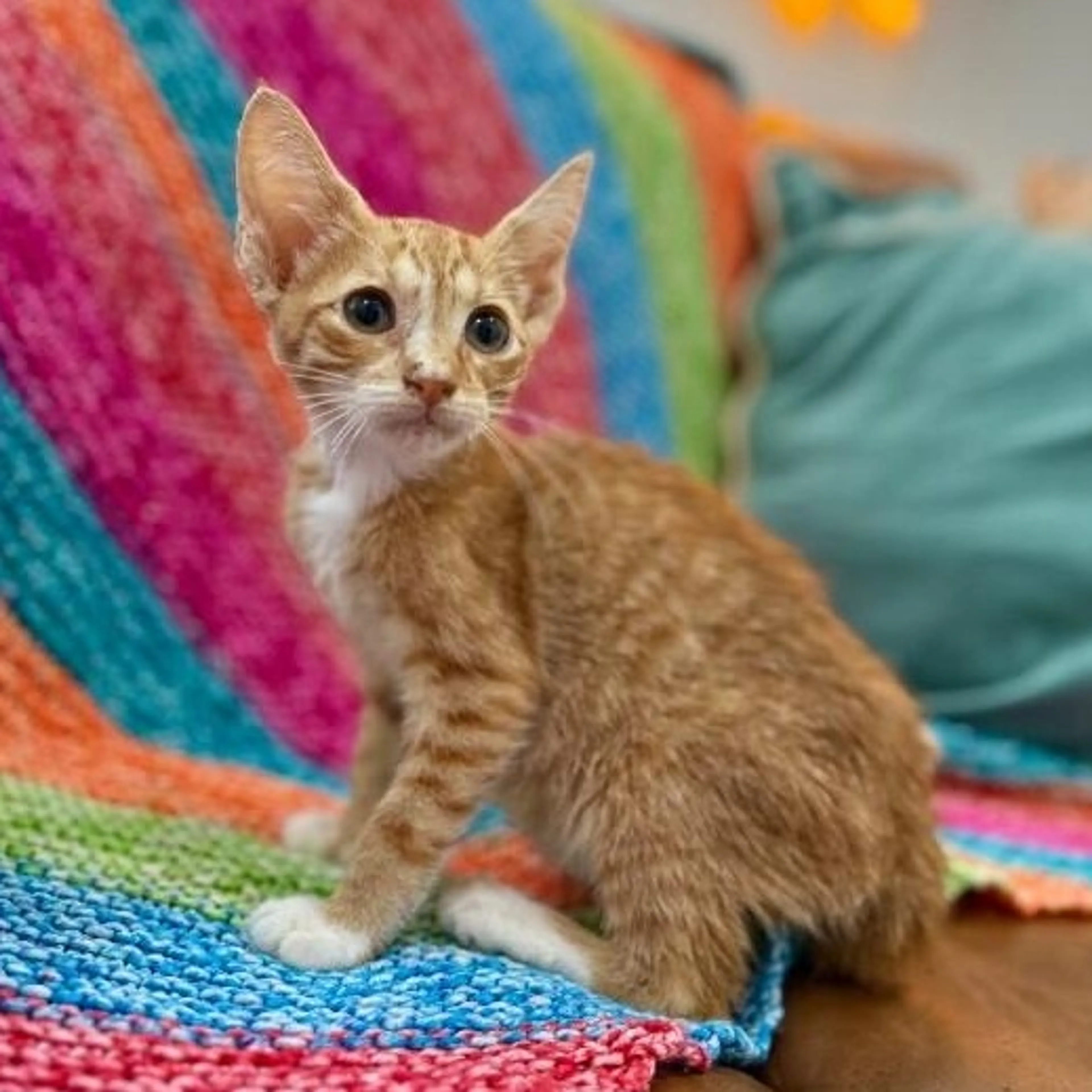 Found pet-2