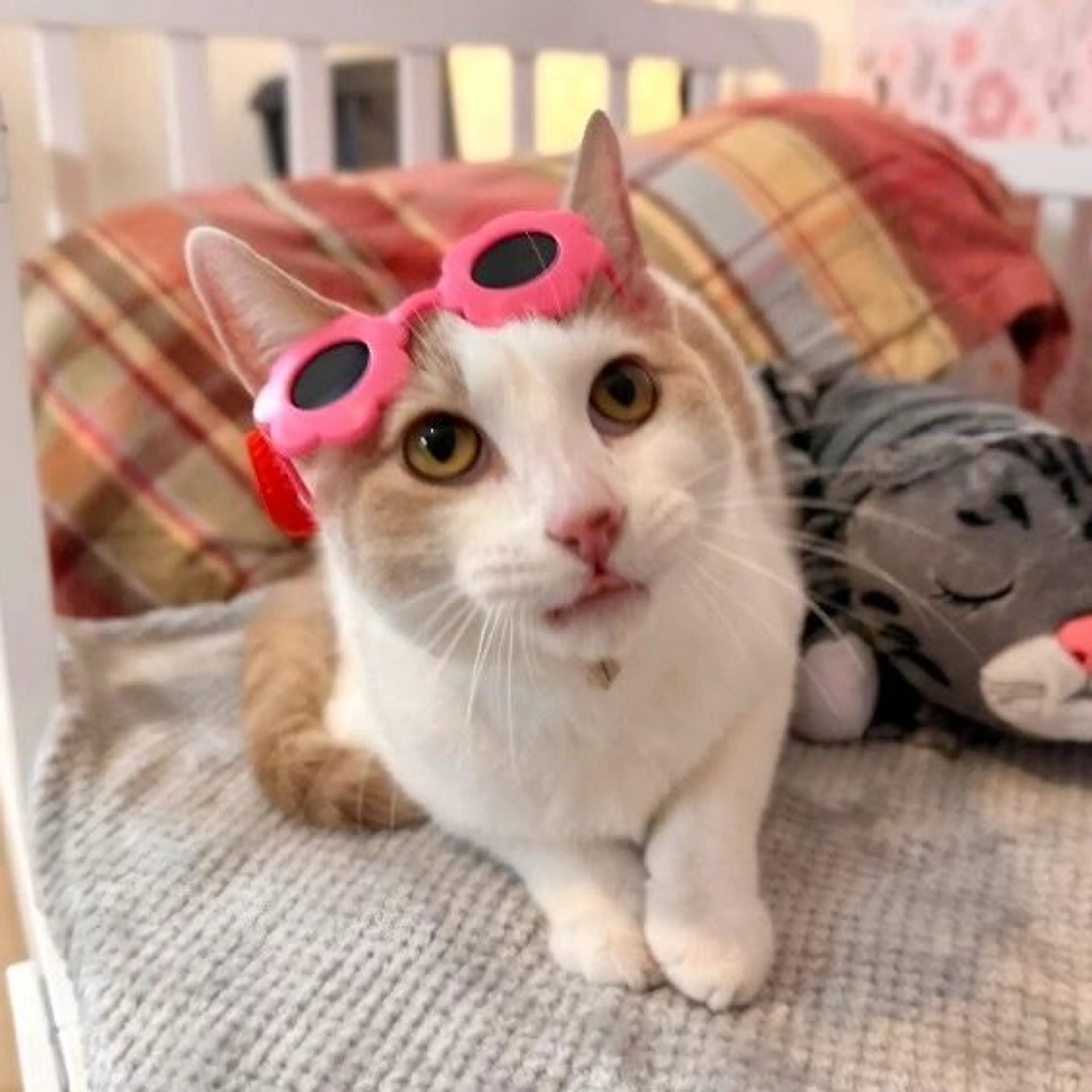 Found pet-0