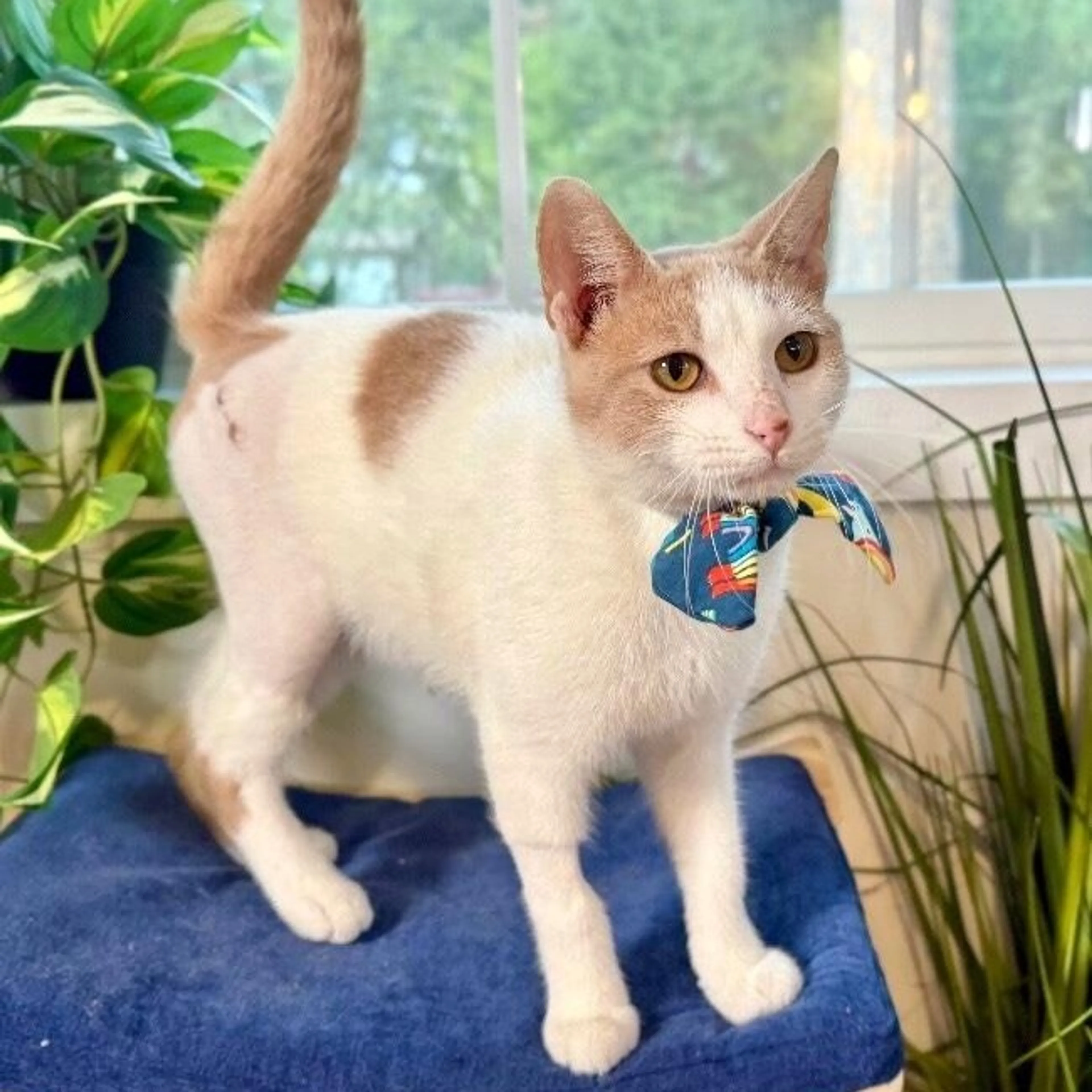 Found pet-4