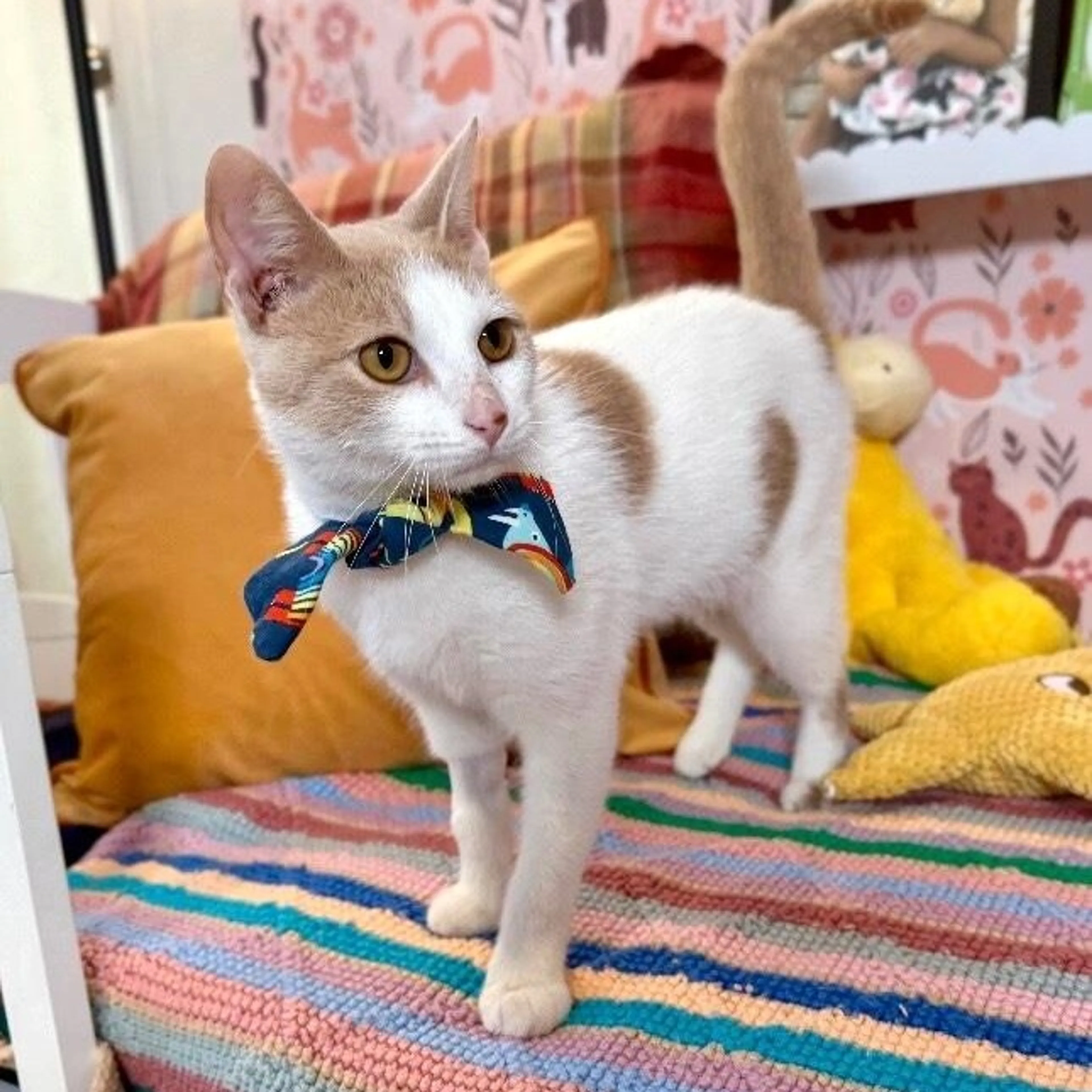 Found pet-3