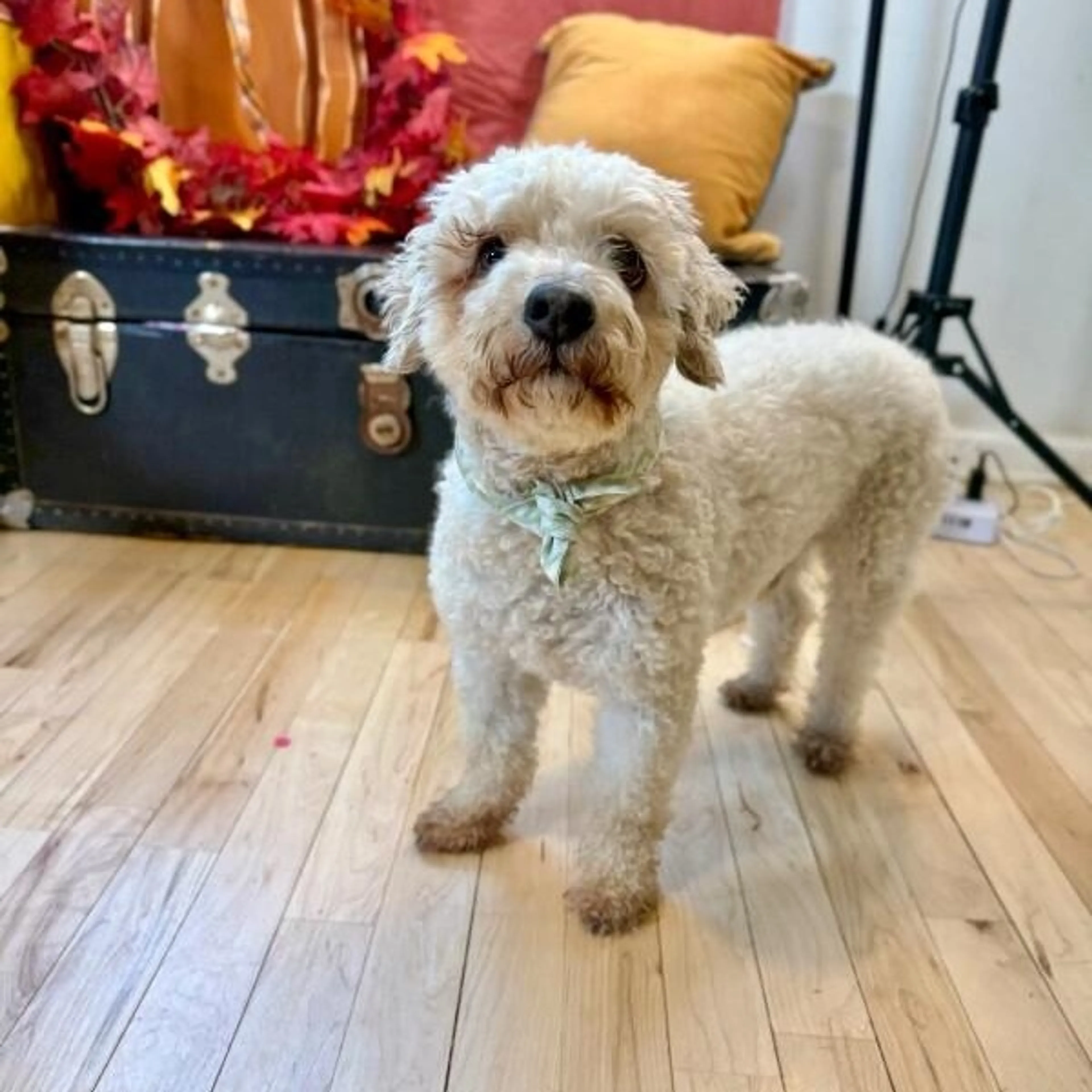 Found pet-1