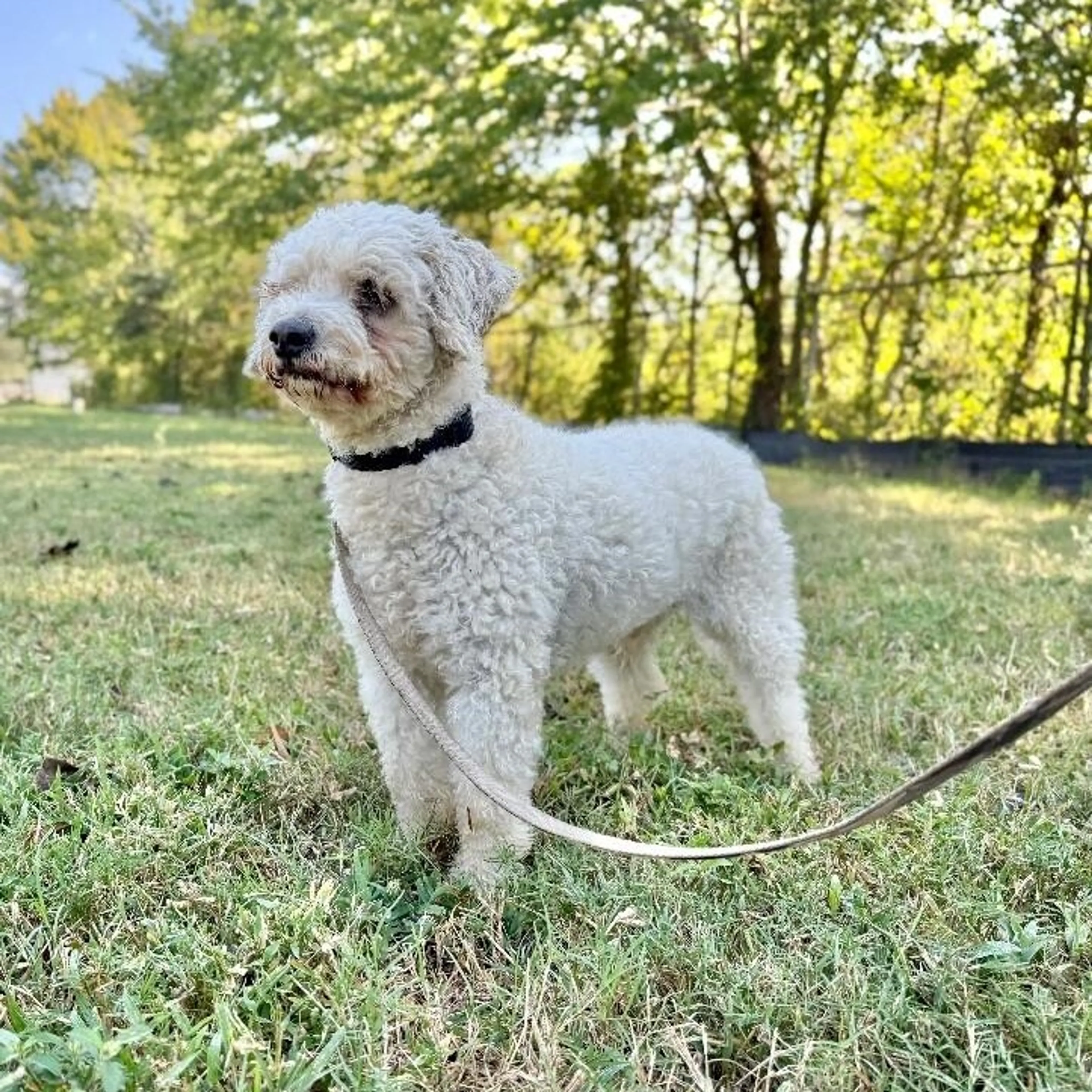 Found pet-0
