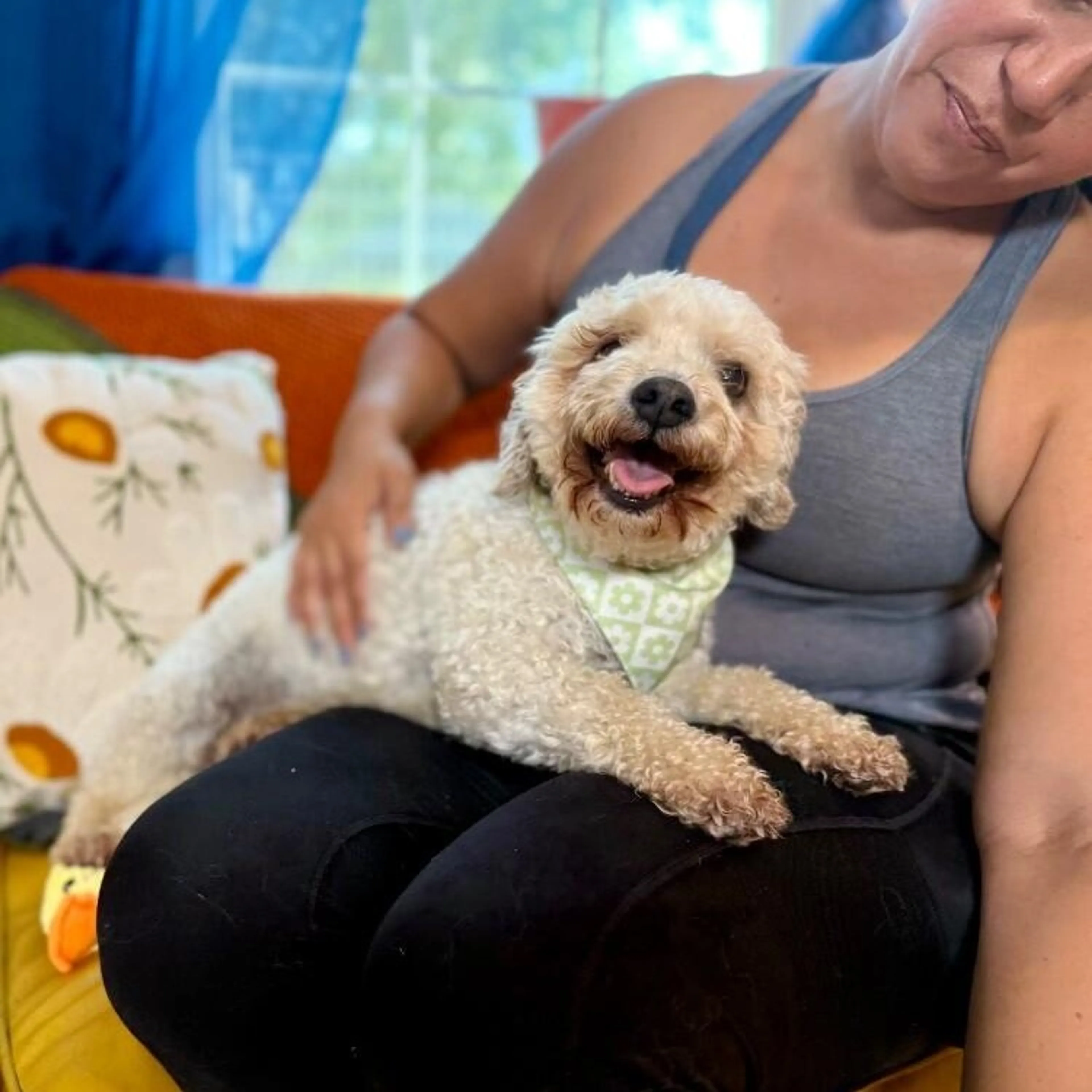 Found pet-2