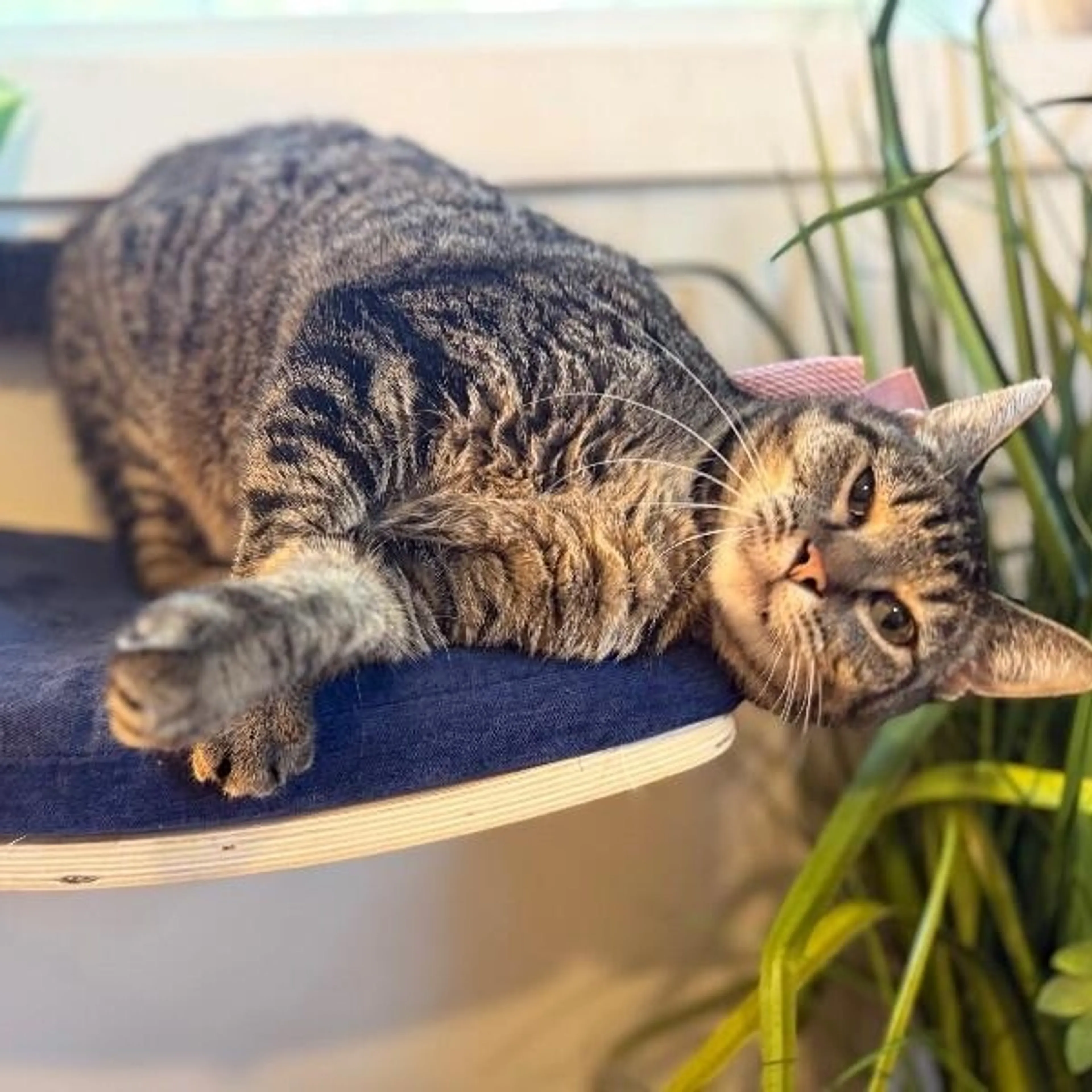 Found pet-2