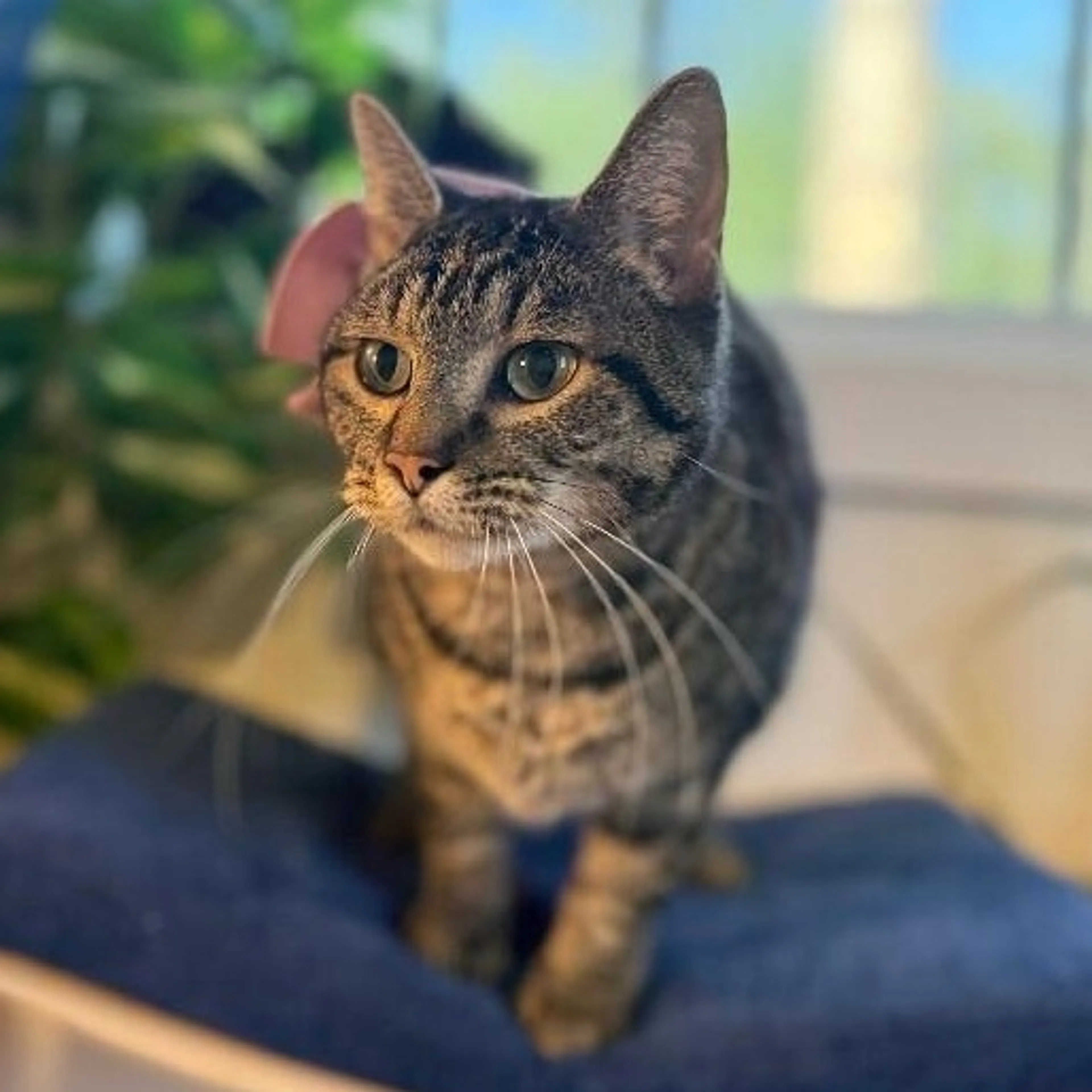 Found pet-4