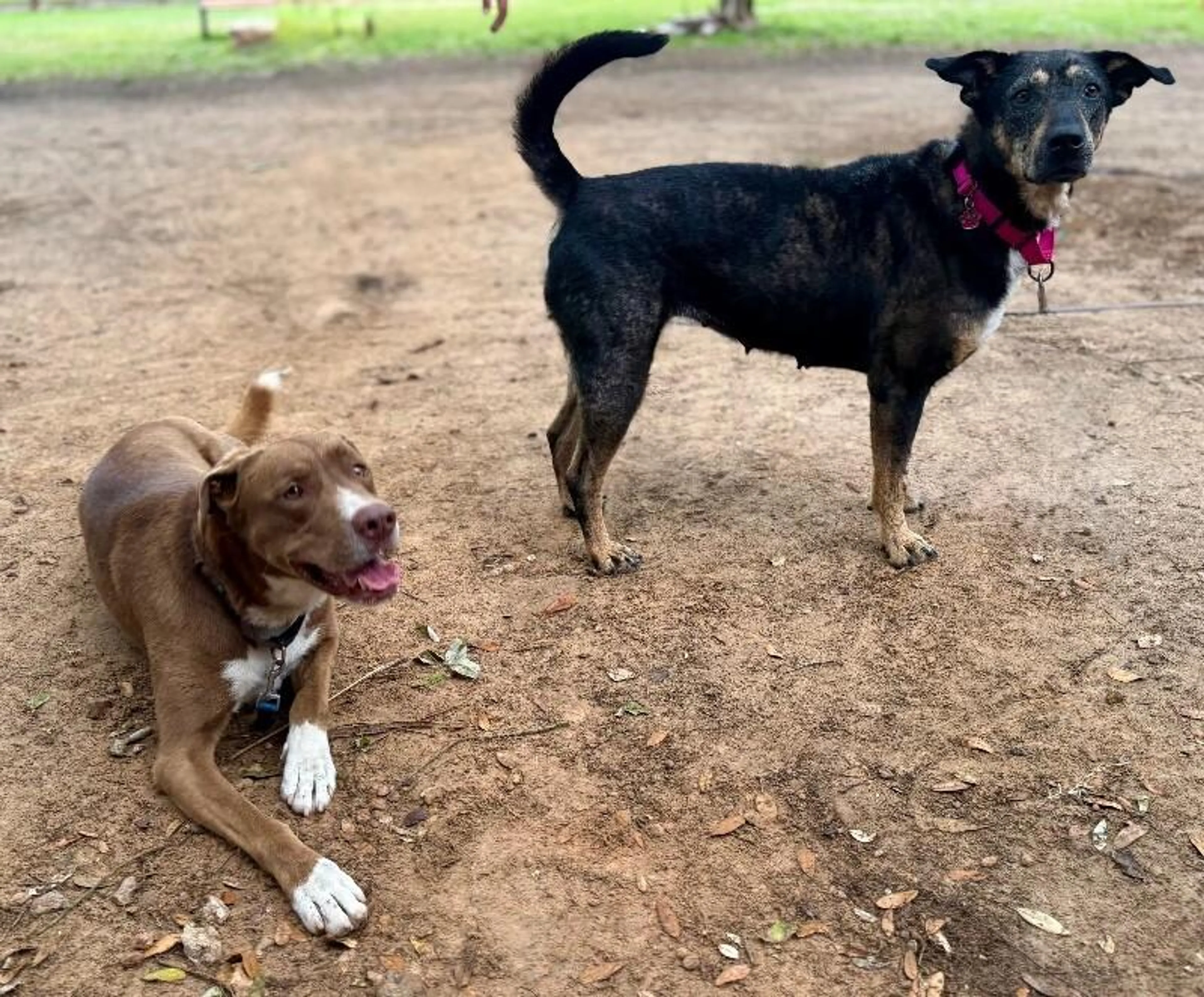 Found pet-3