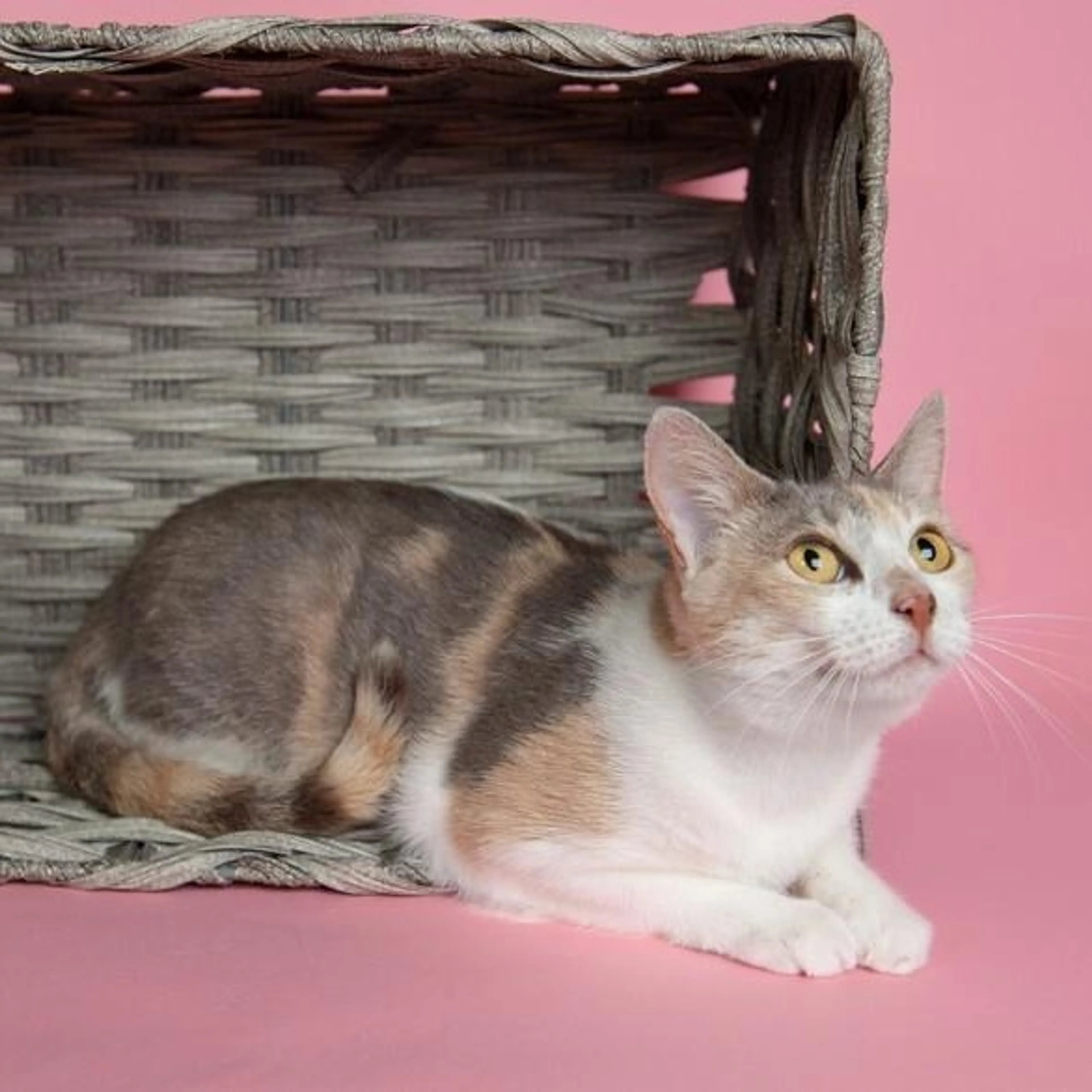 Found pet-3