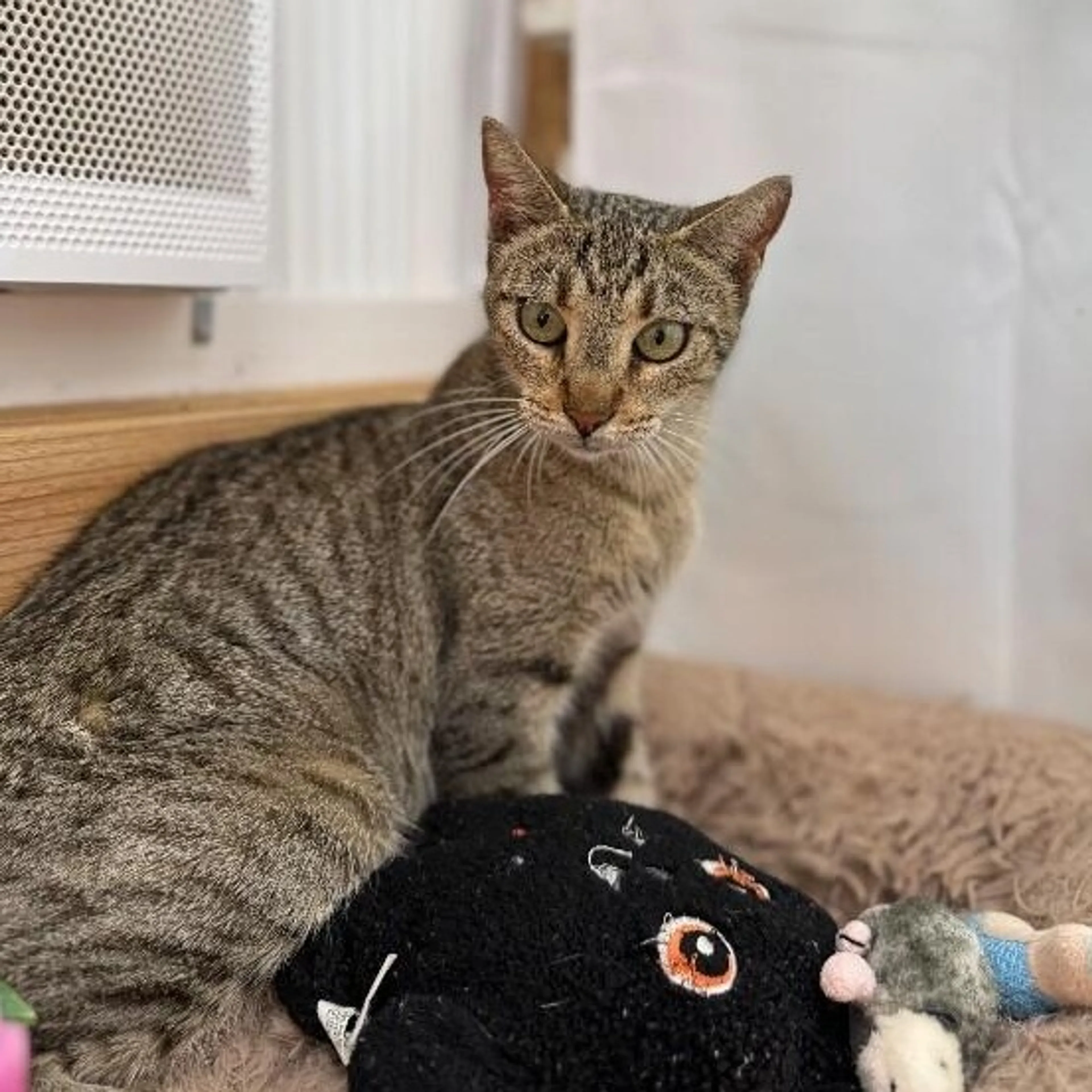 Found pet-4
