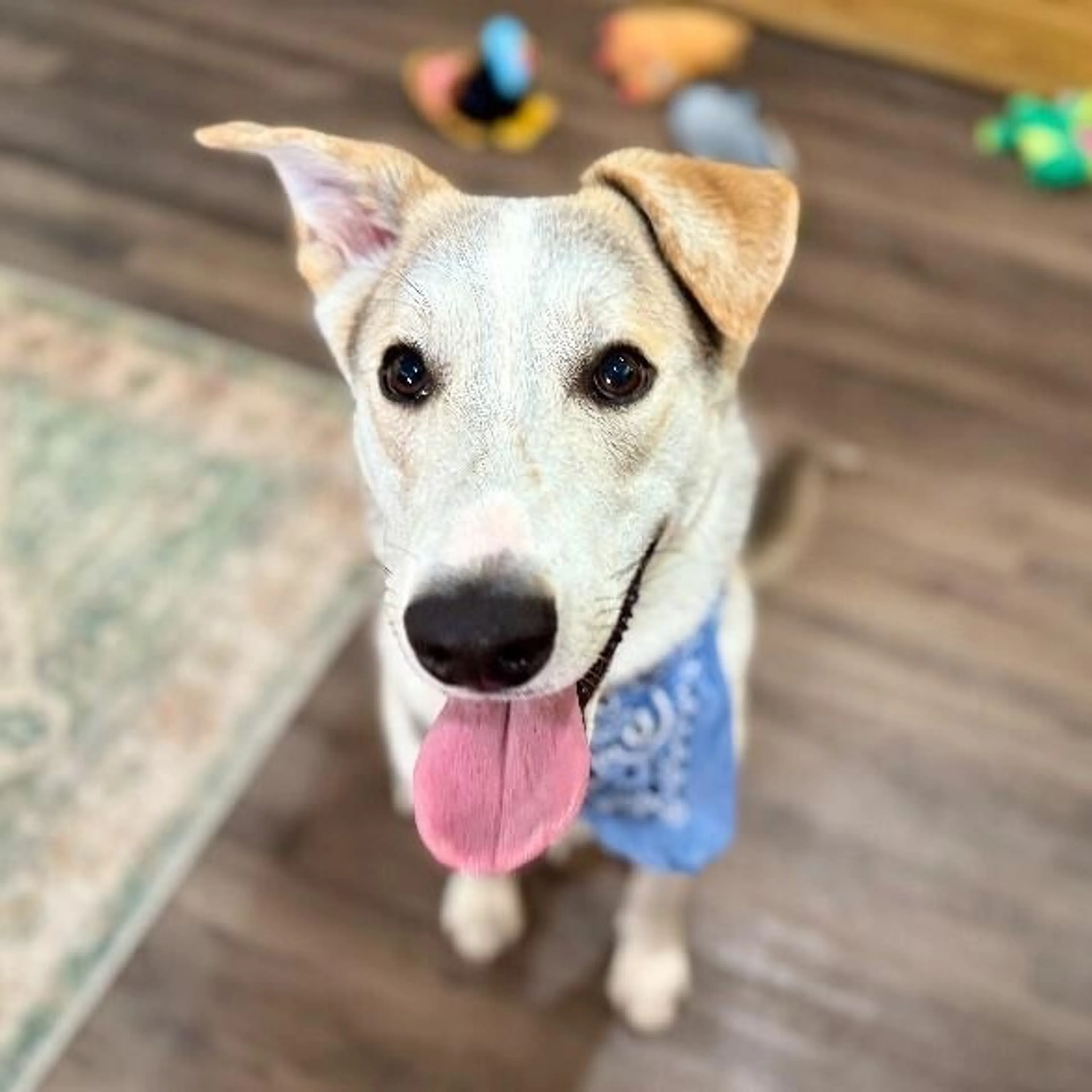 Found pet-2