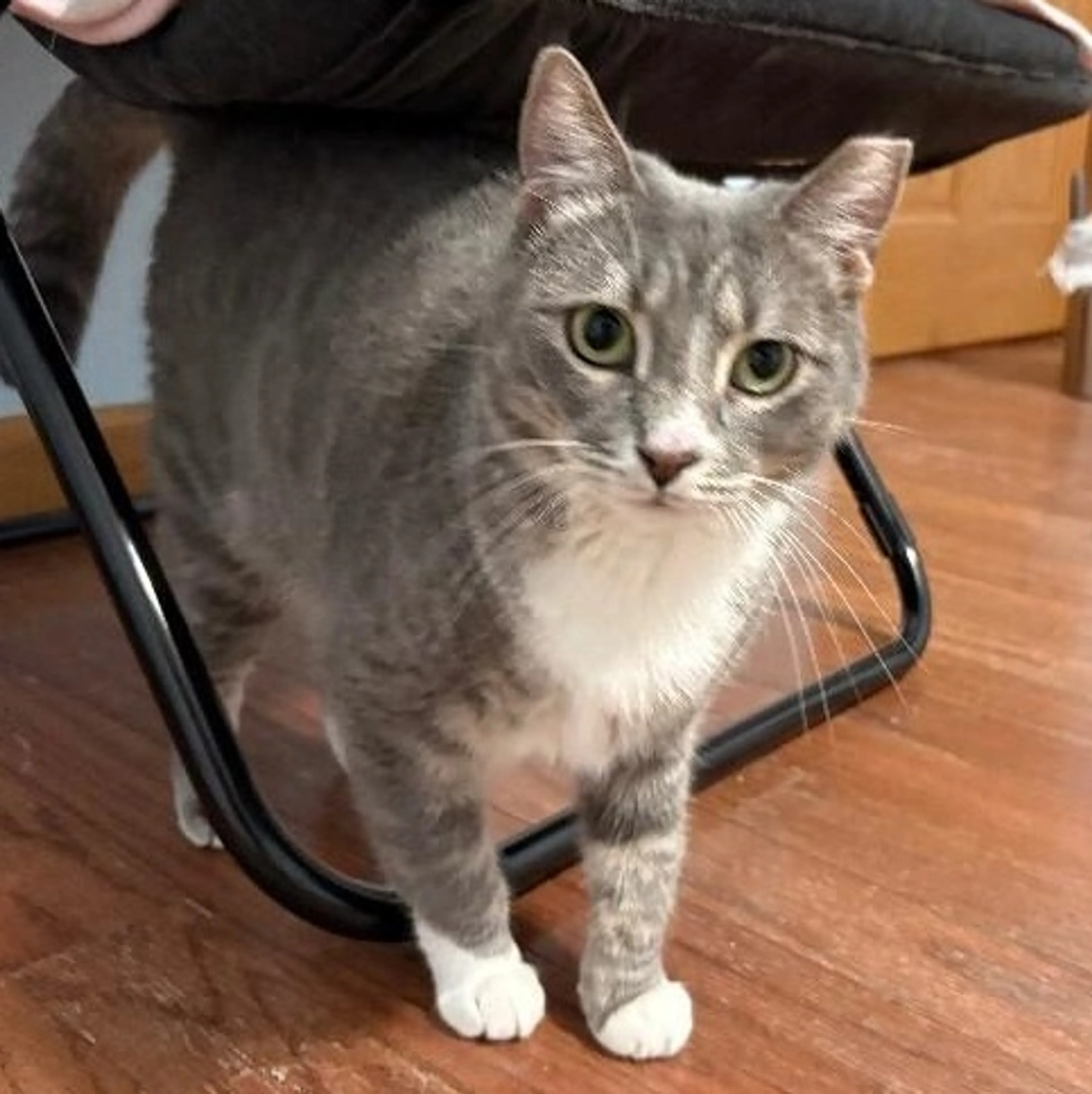 Found pet-2