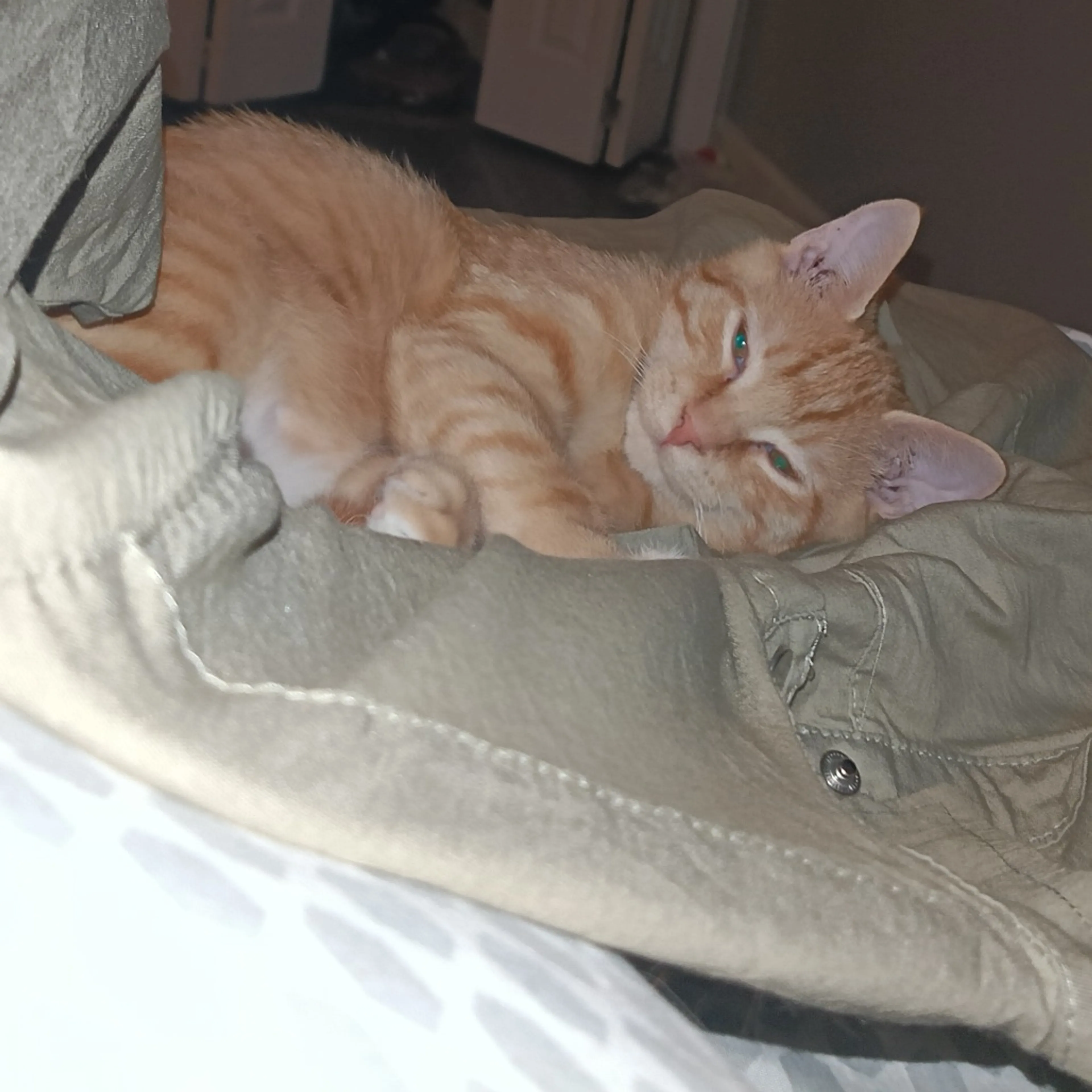 Found pet-0
