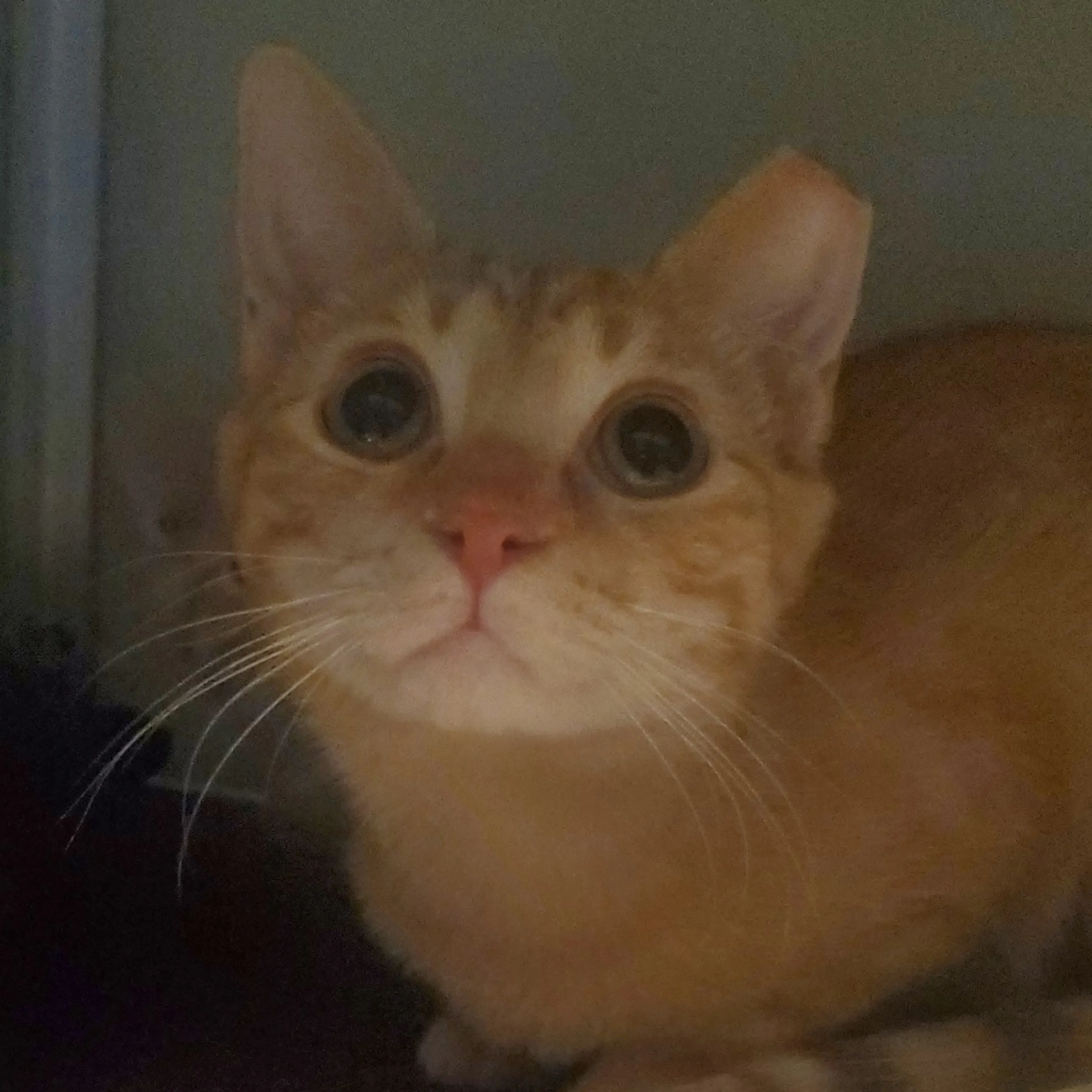 Found pet-1