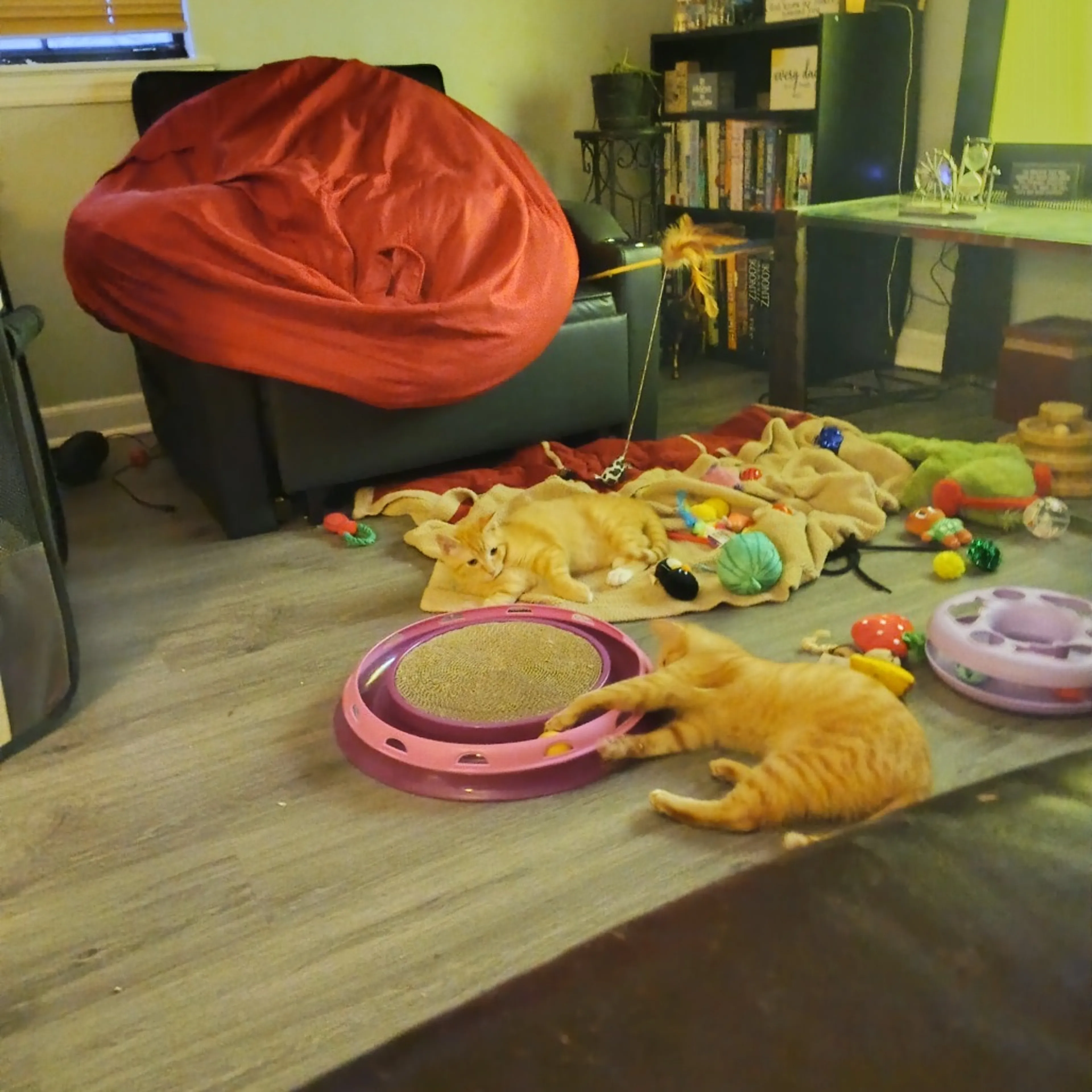 Found pet-2