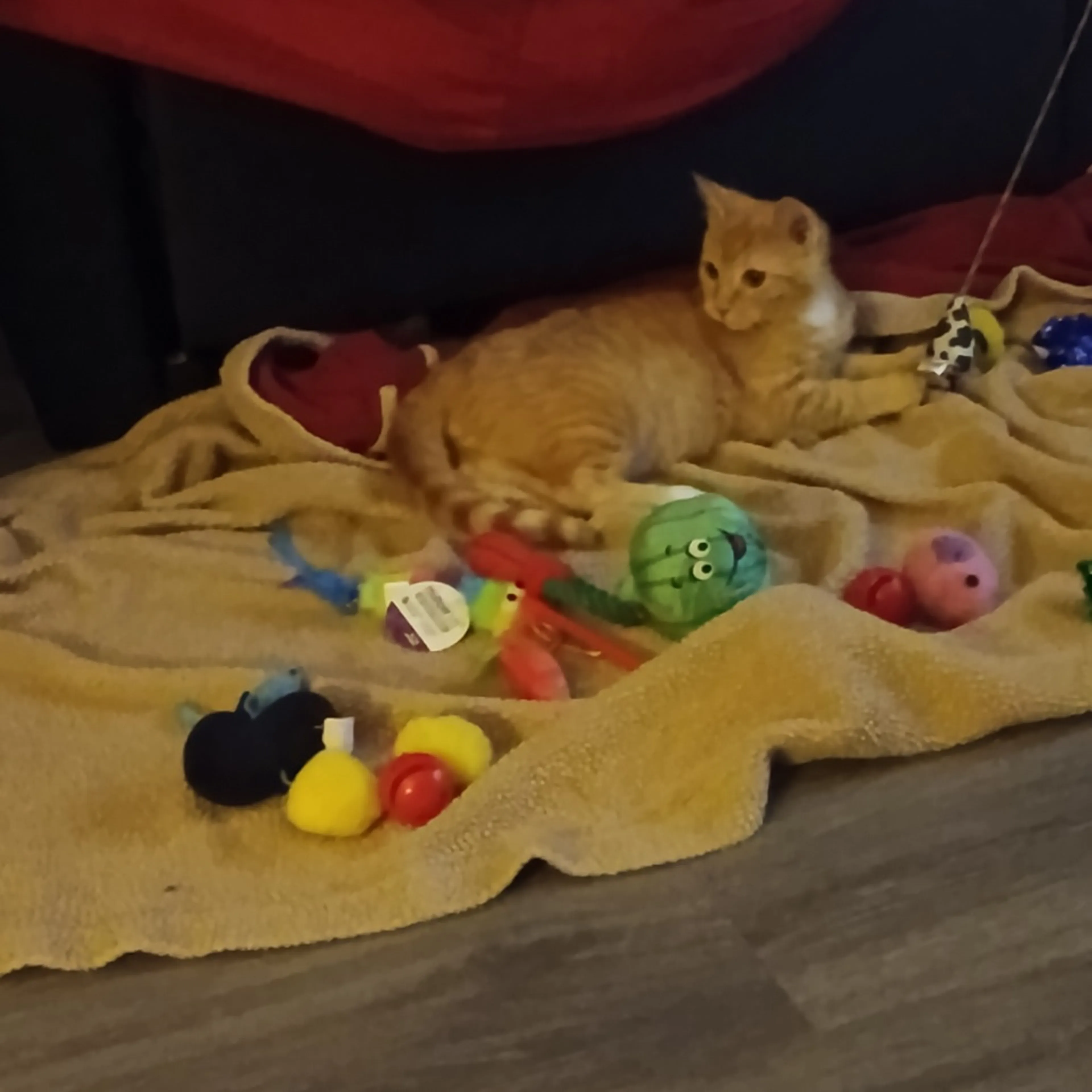 Found pet-3