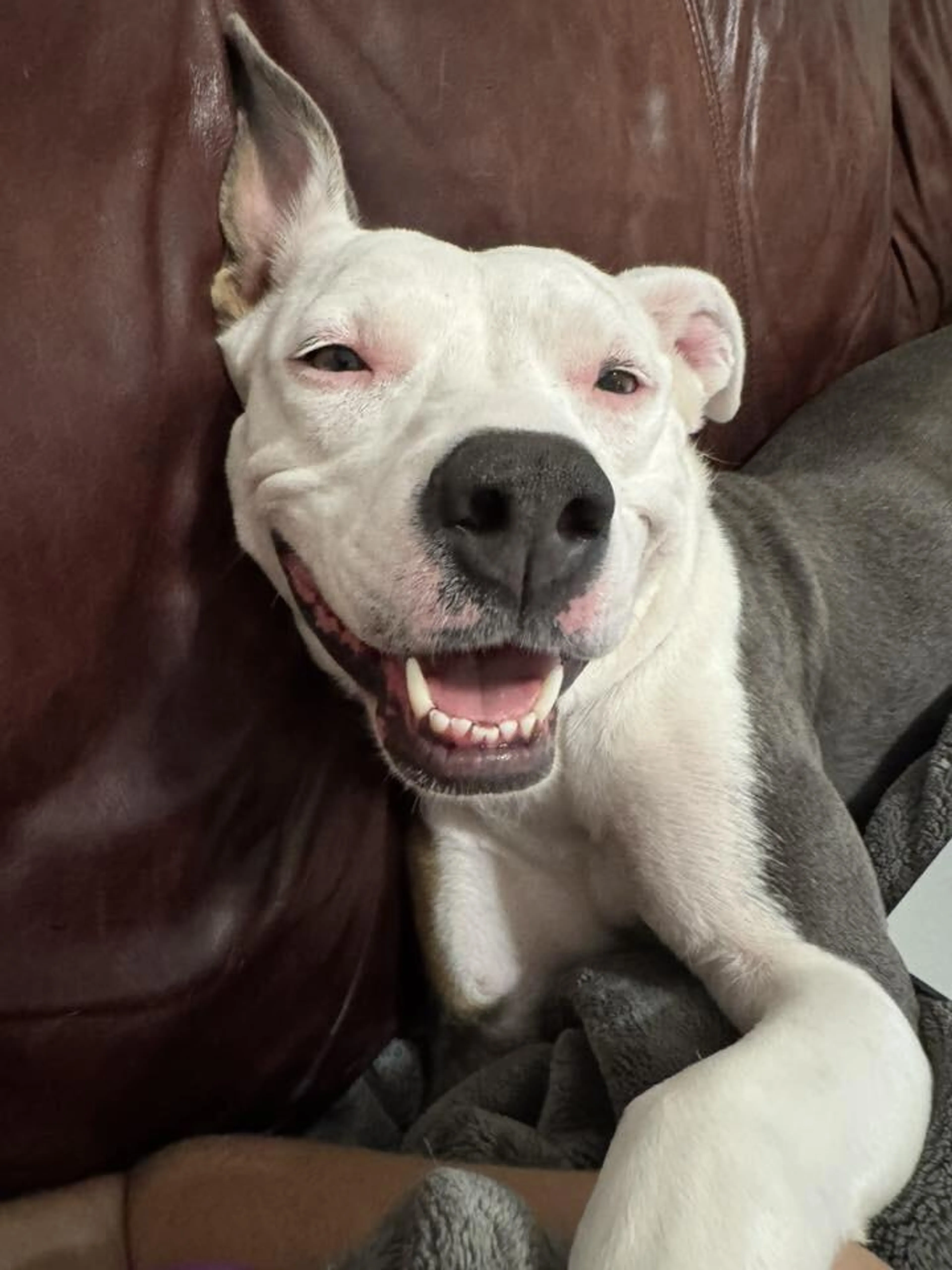 Found pet-2
