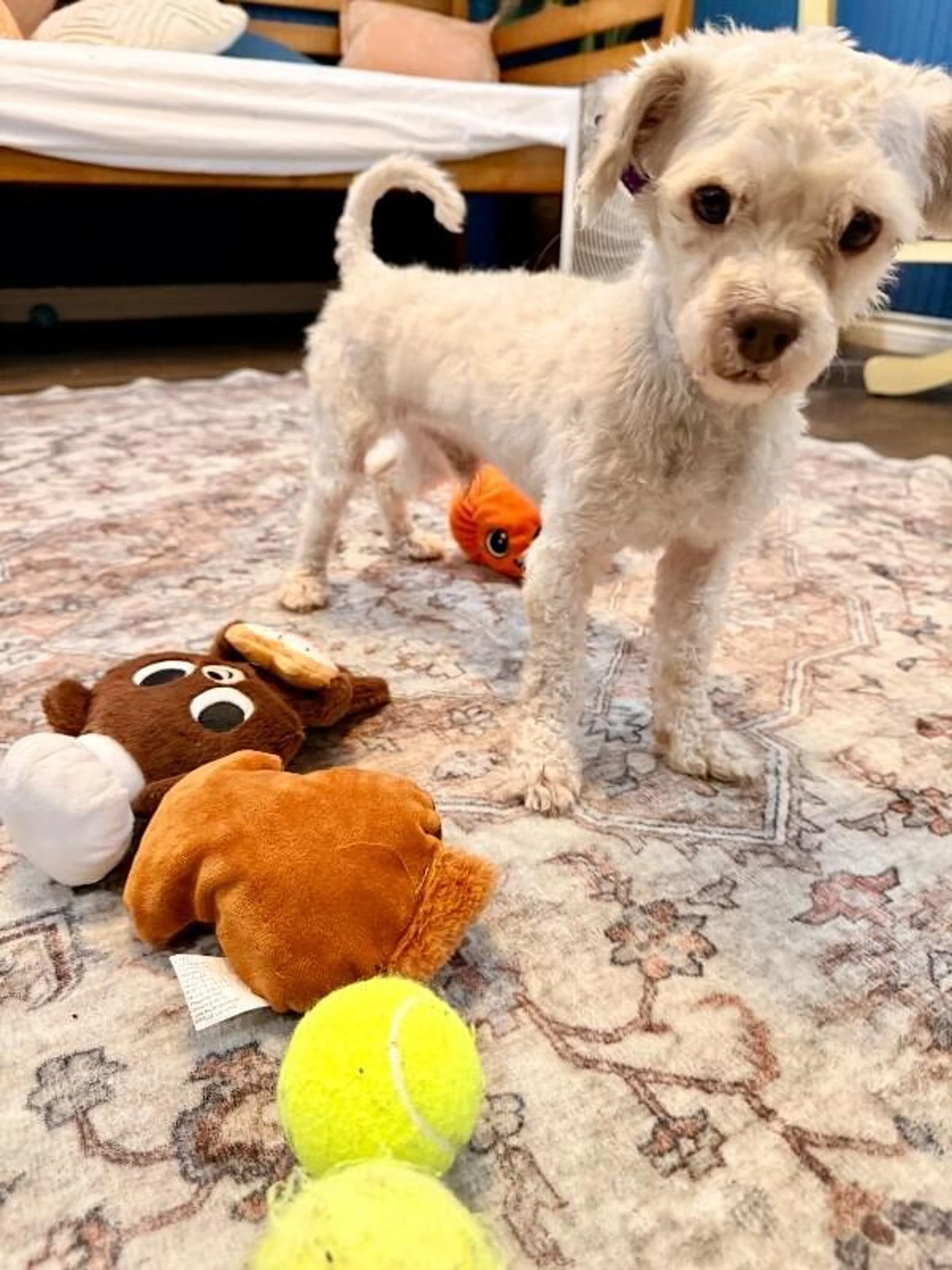 Found pet-1