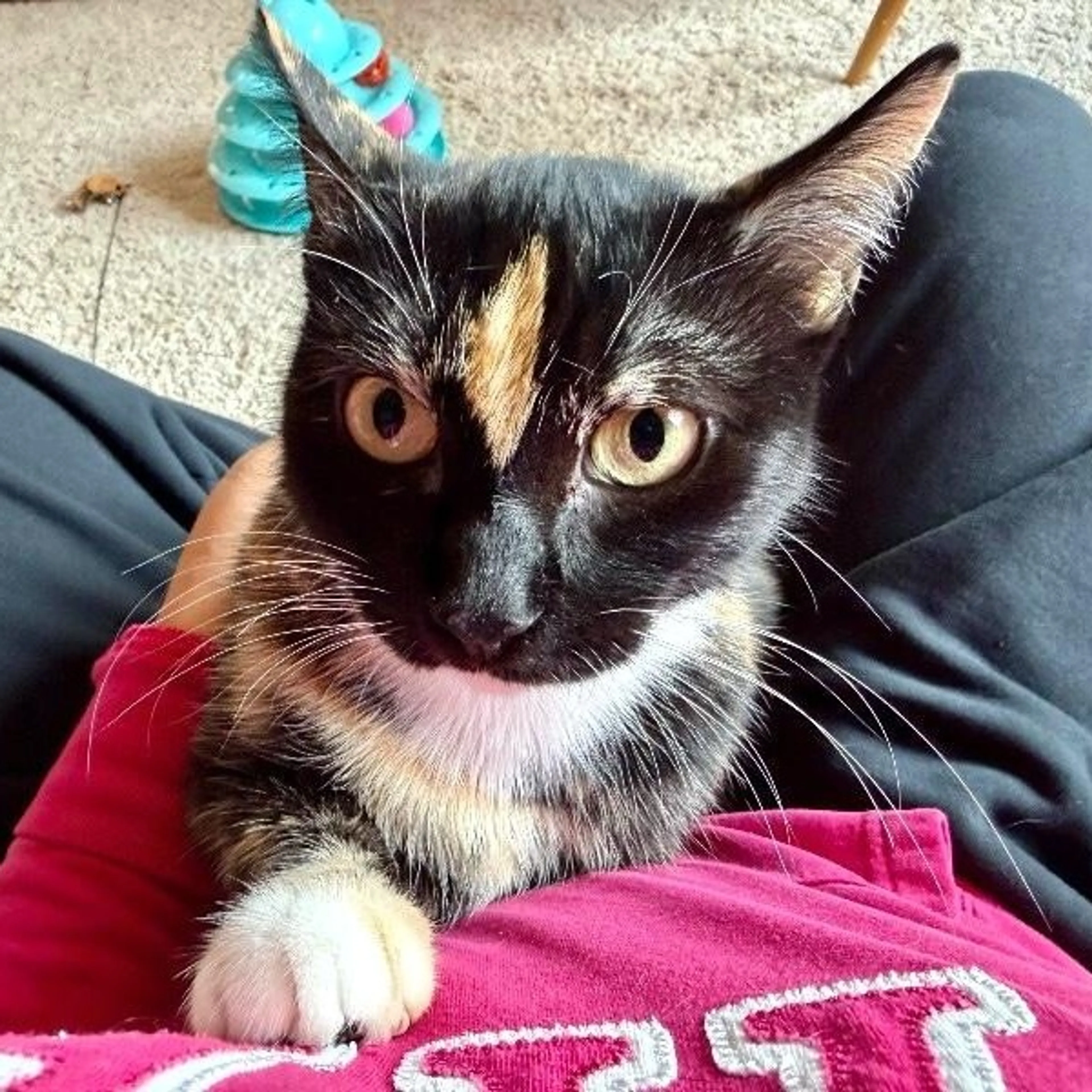Found pet-1