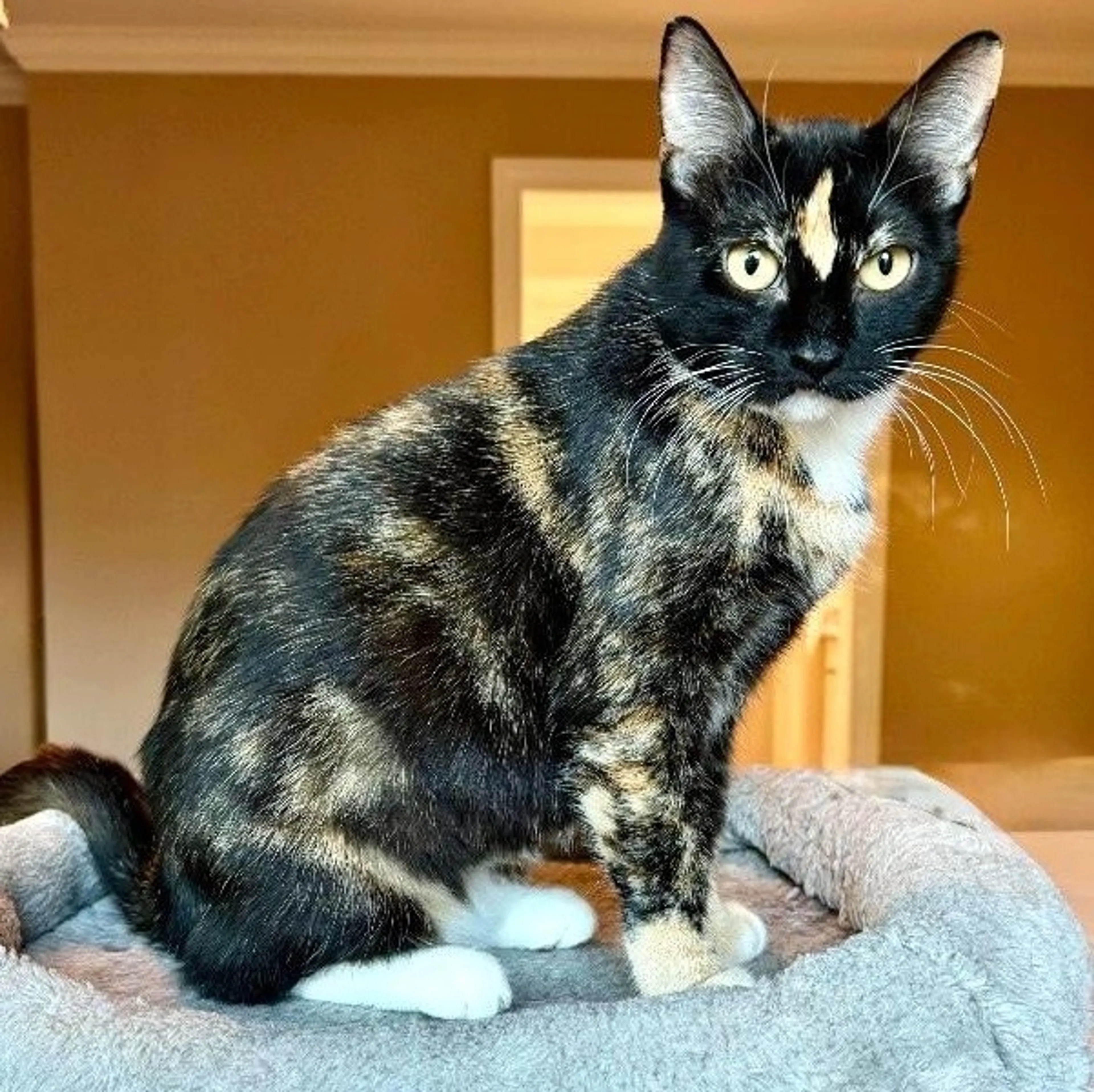 Found pet-3