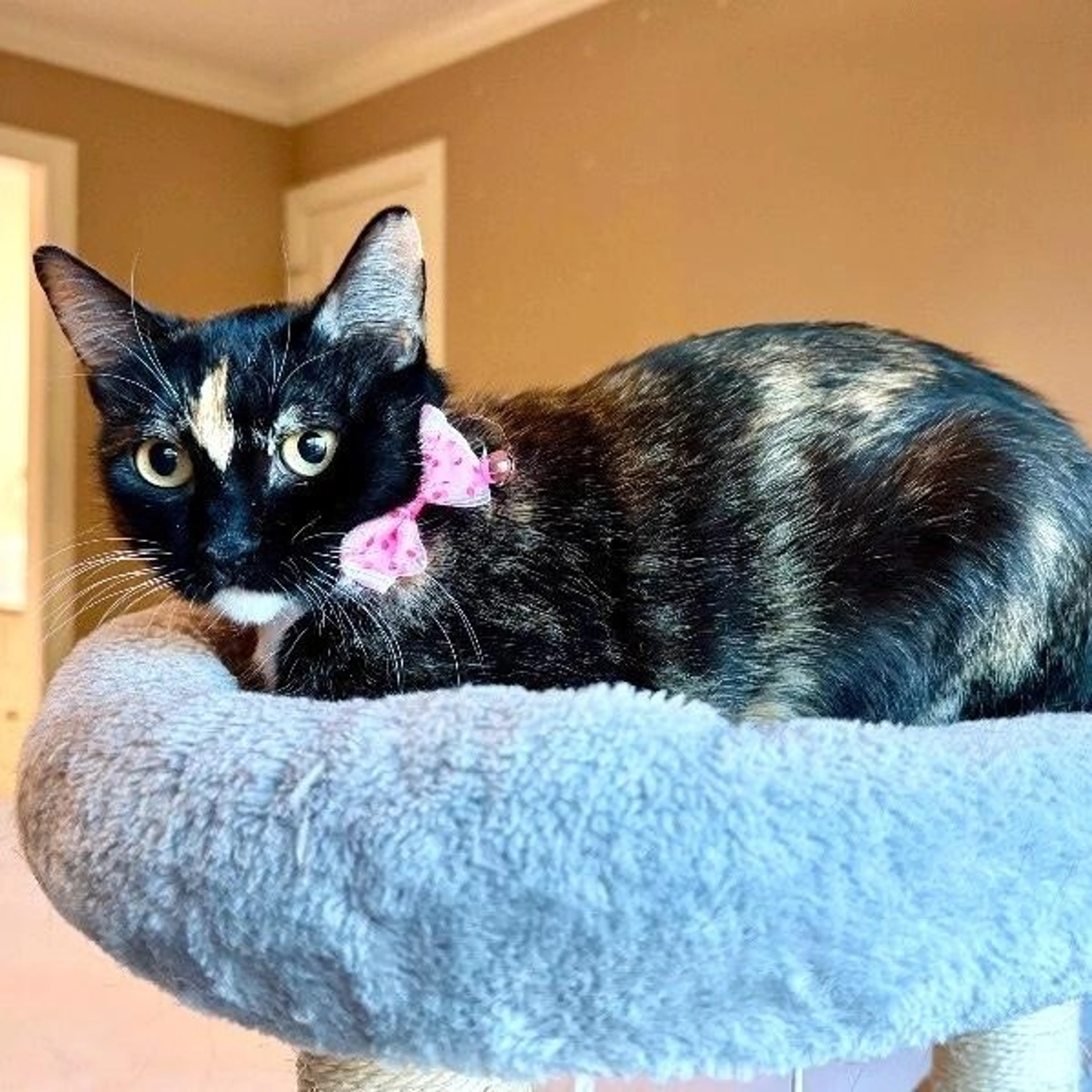 Found pet-4