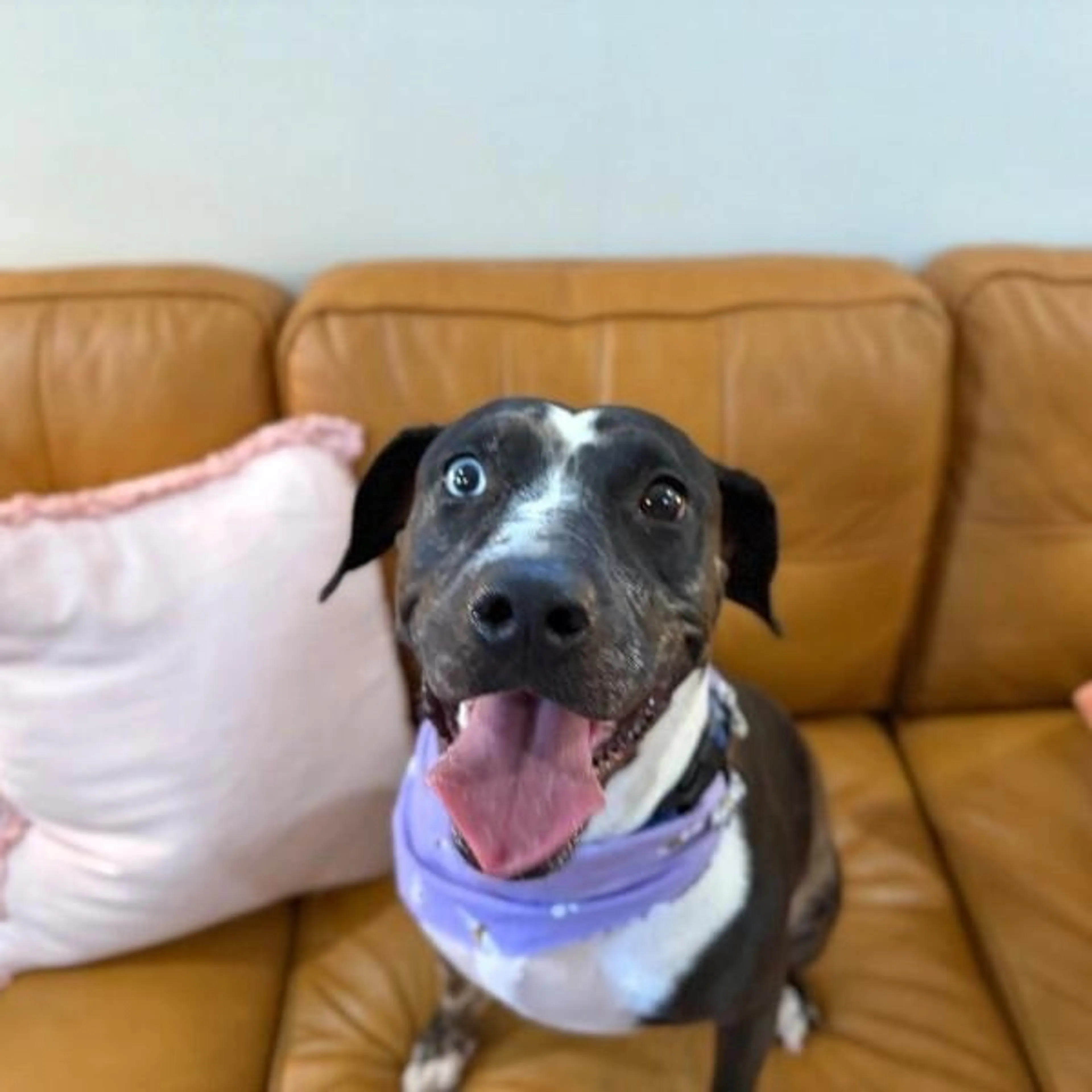 Found pet-4
