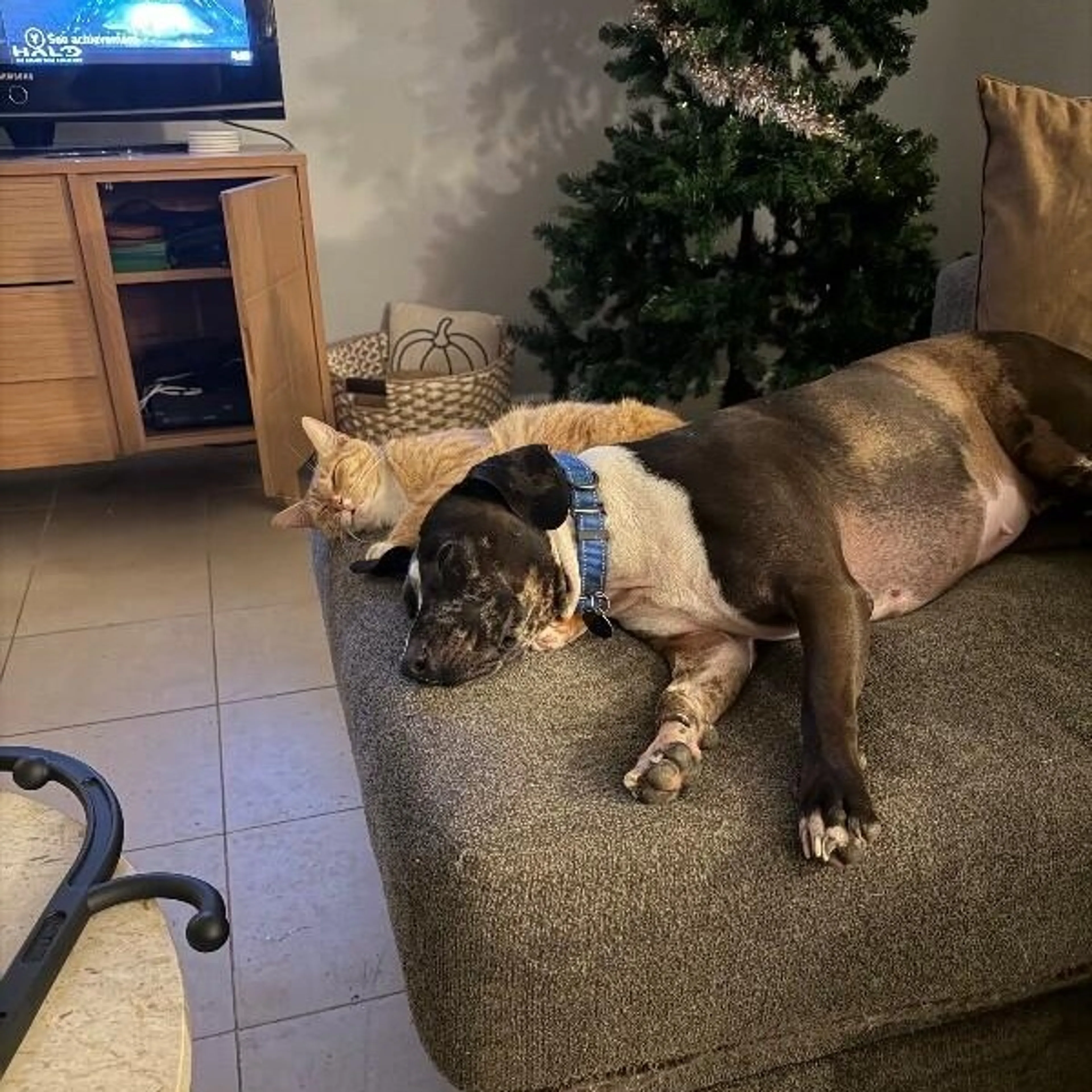 Found pet-3