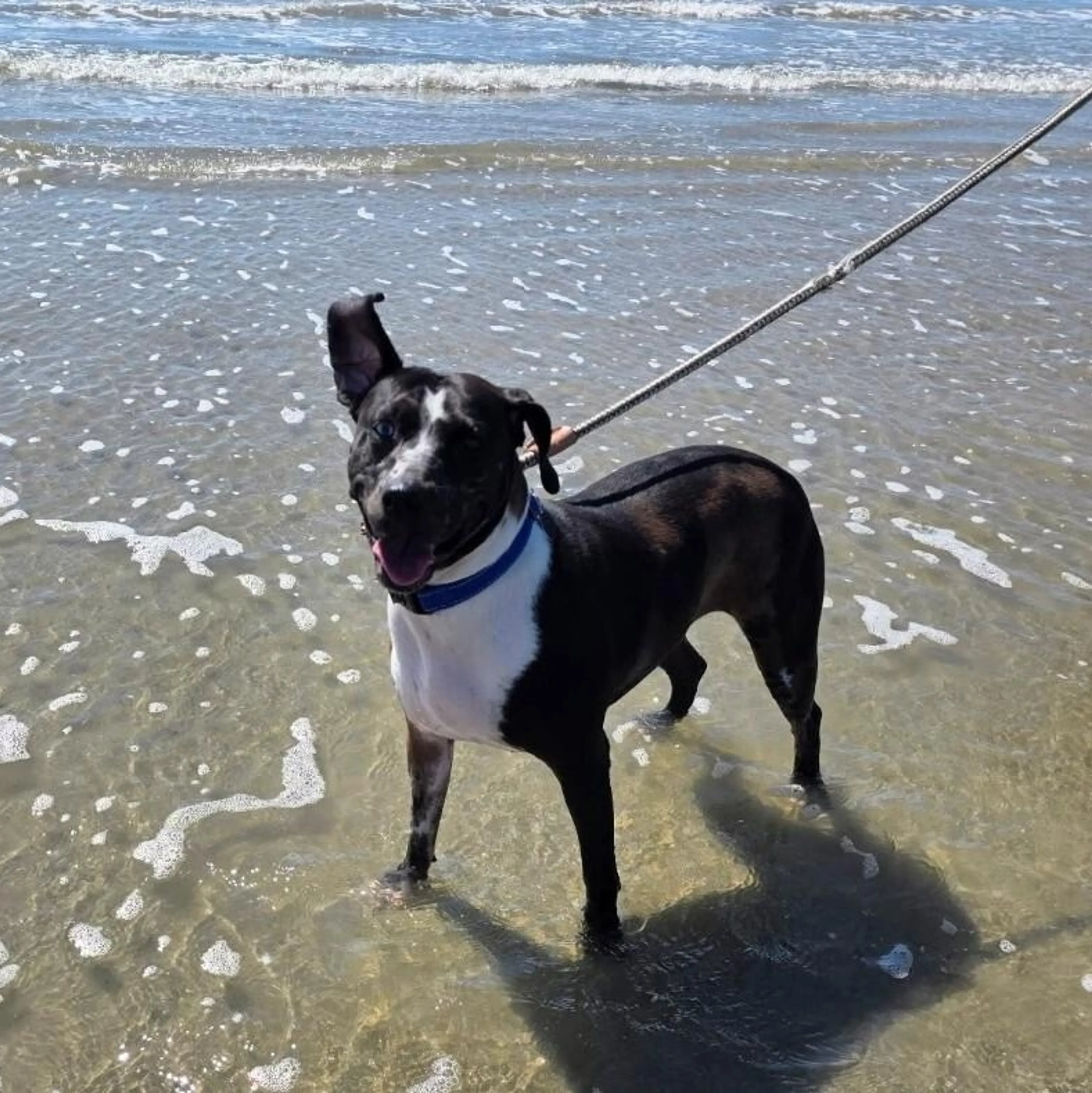 Found pet-2