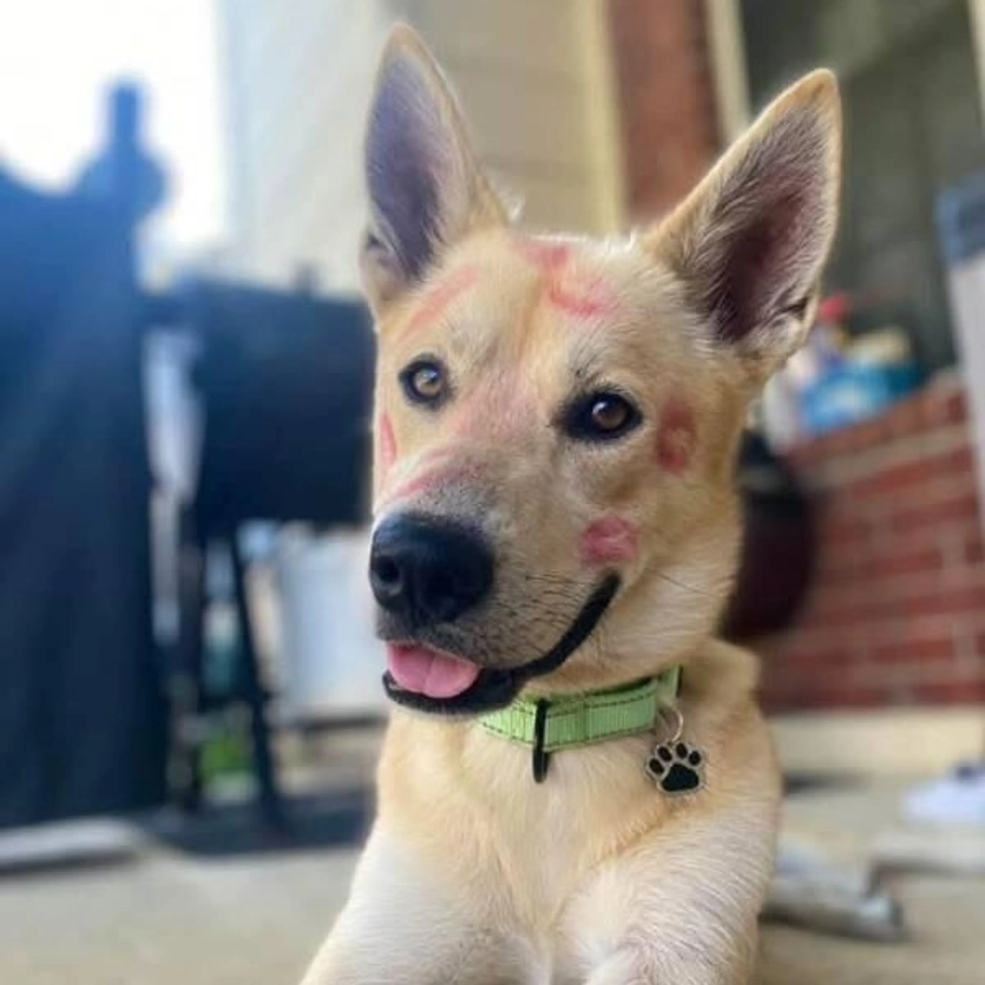 Found pet-2